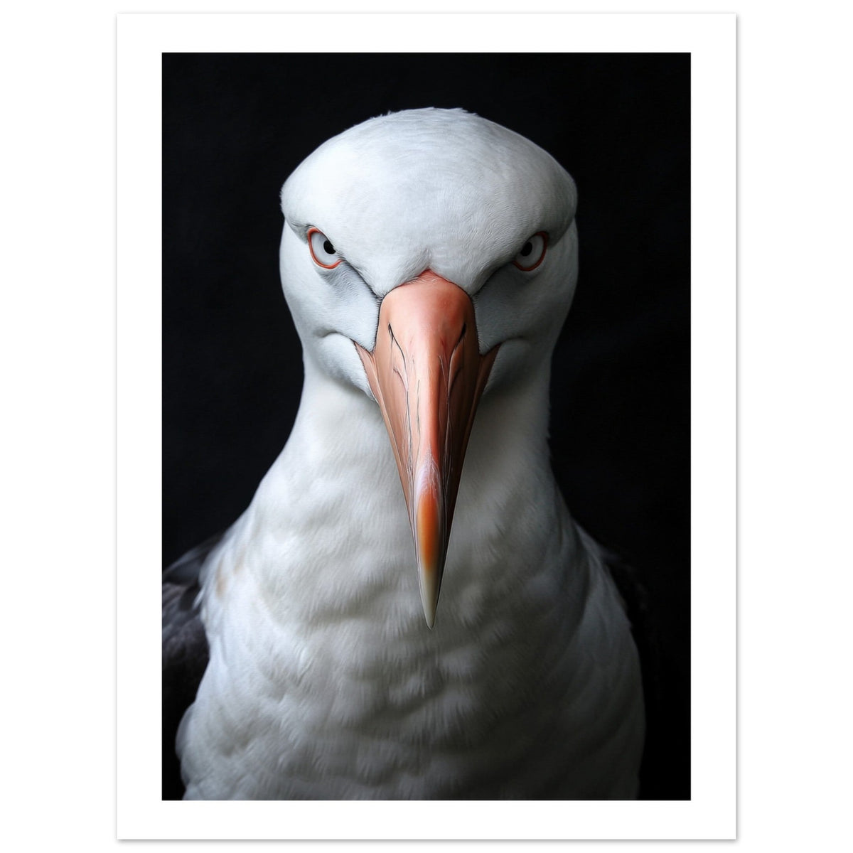 Albatross portrait 1