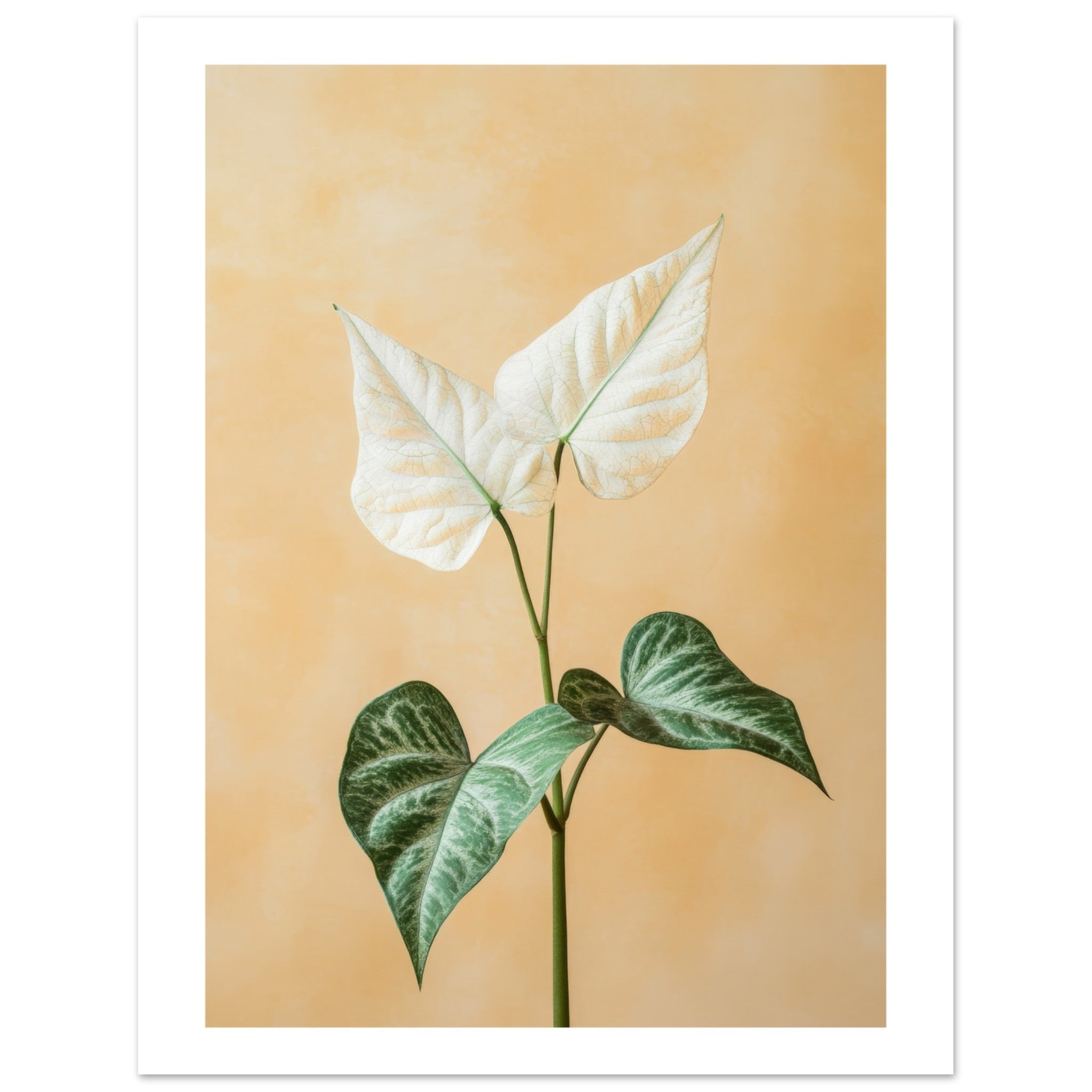 Arrowhead Plant Syngonium podophyllum 3