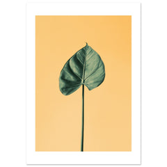 Alocasia 1