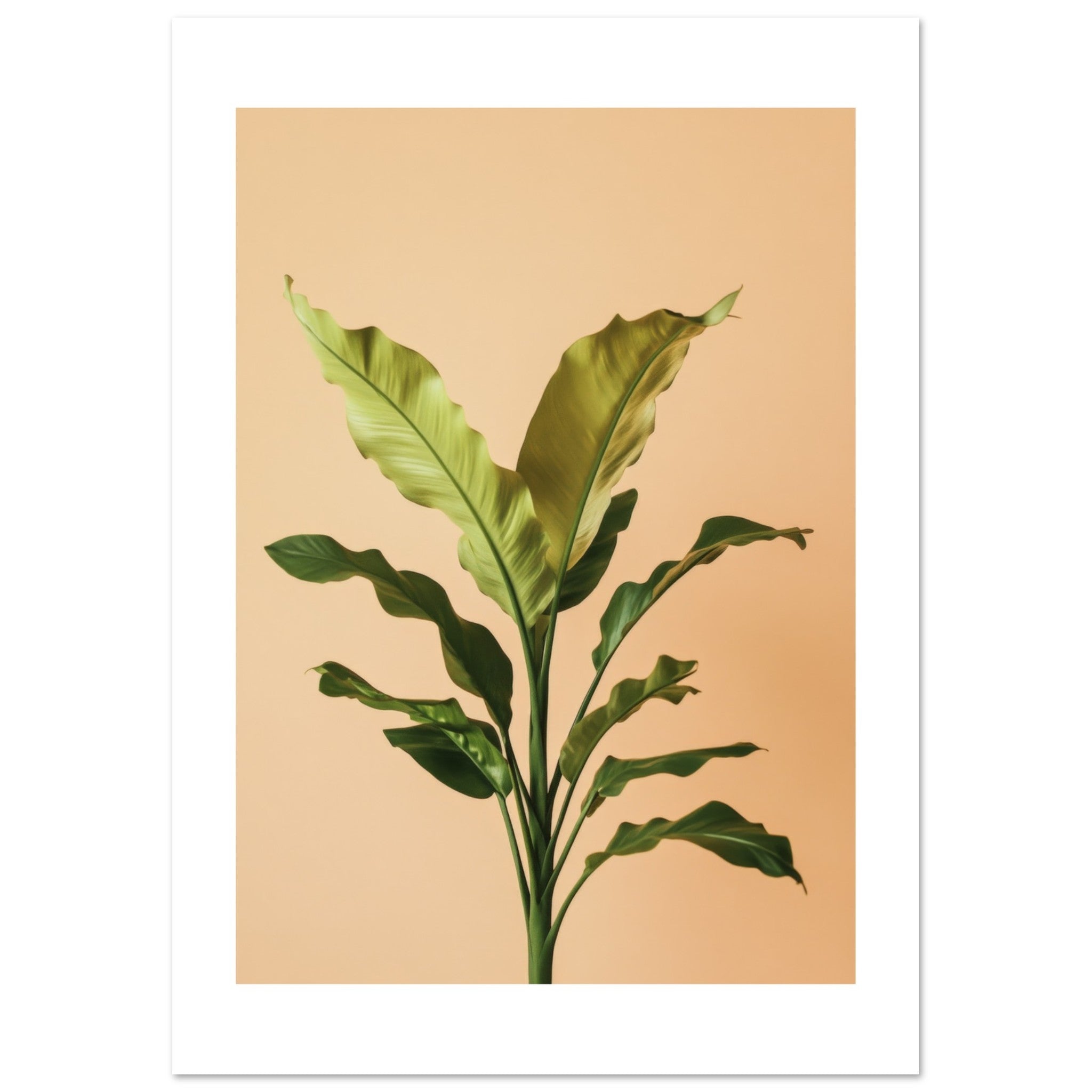 Birds Nest Fern Asplenium nidus