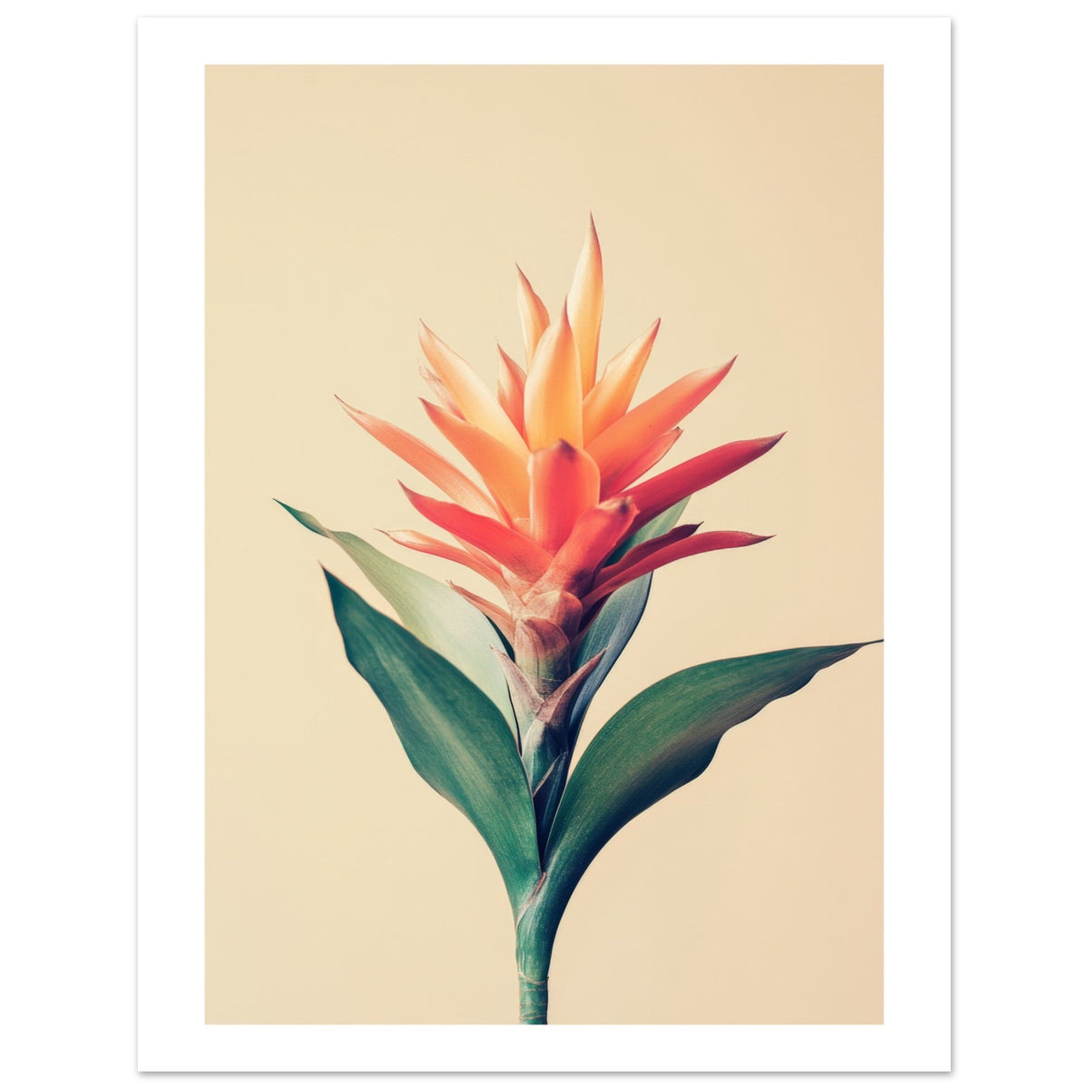 Bromeliad Bromeliaceae 1