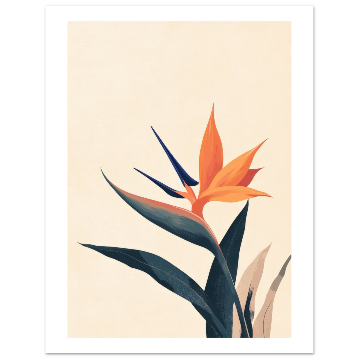 Bird of Paradise Strelitzia reginae 1