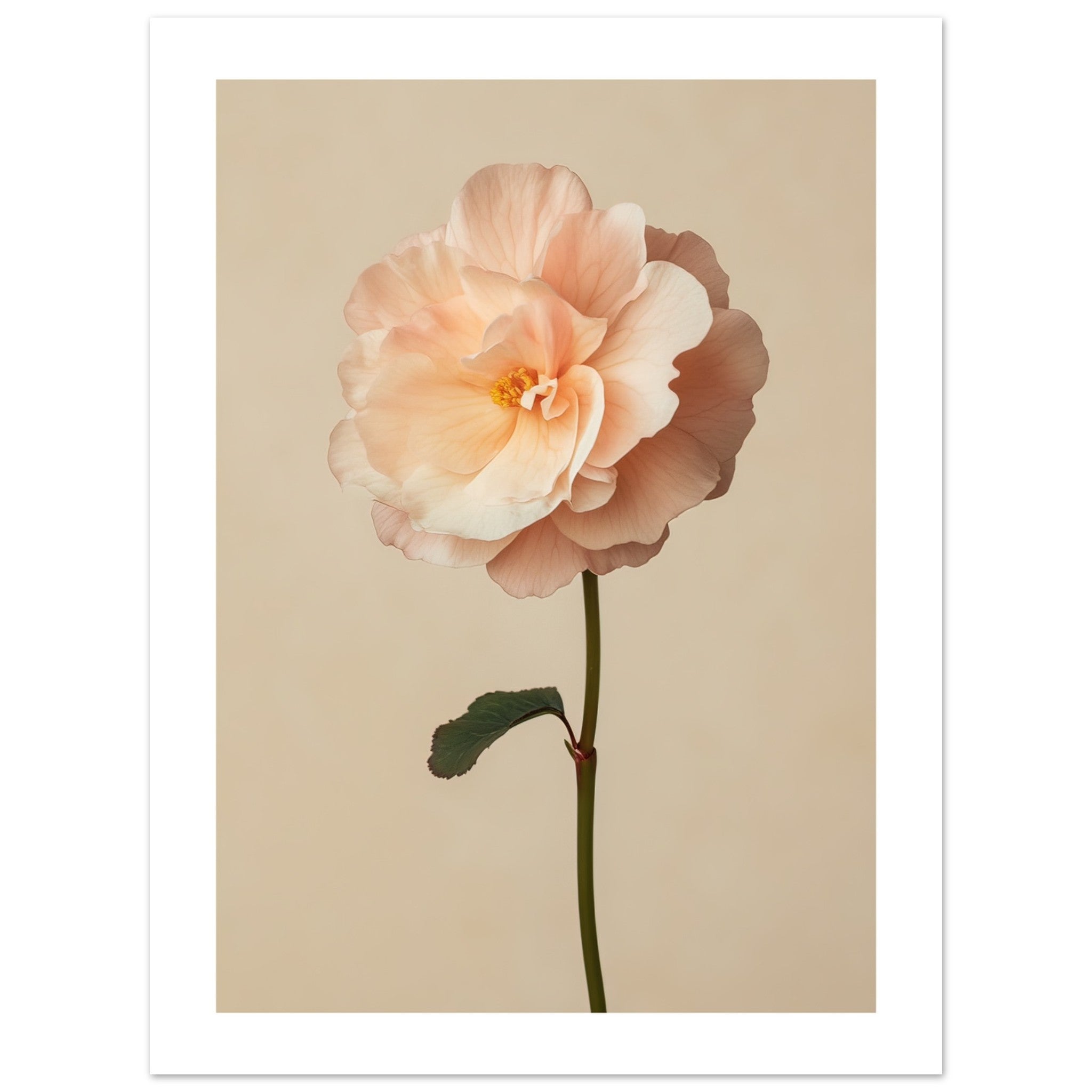 Begonia Begonia flower 1