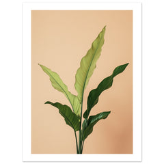 Birds Nest Fern Asplenium nidus 3