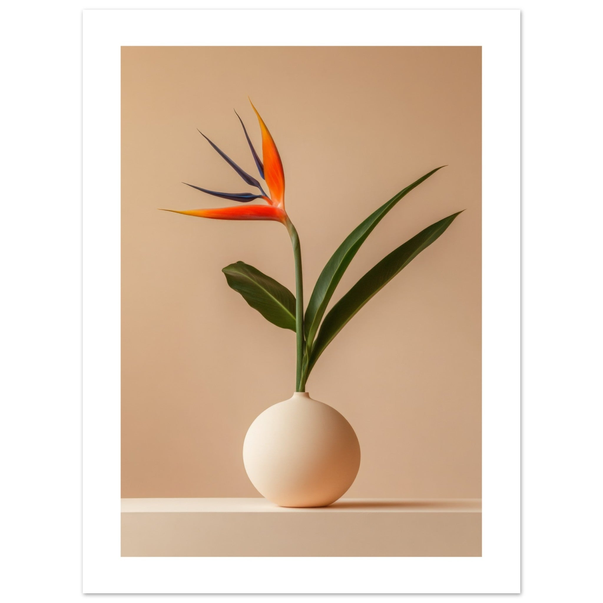 Bird of Paradise Strelitzia reginae 4