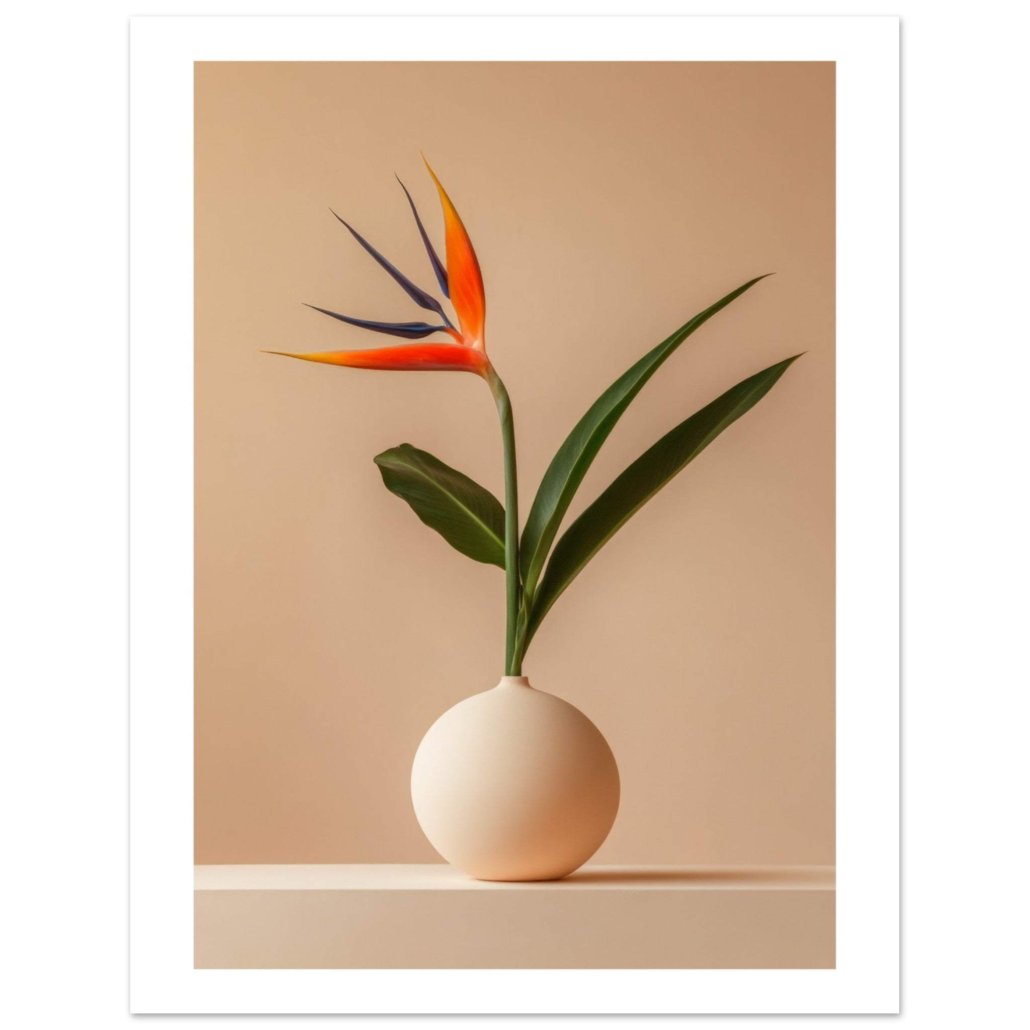Bird of Paradise Strelitzia reginae 4