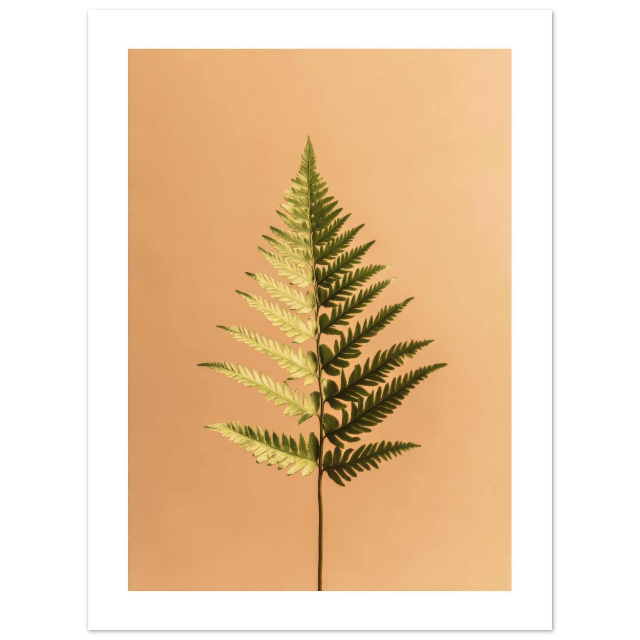 Boston Fern Nephrolepis exaltata 1