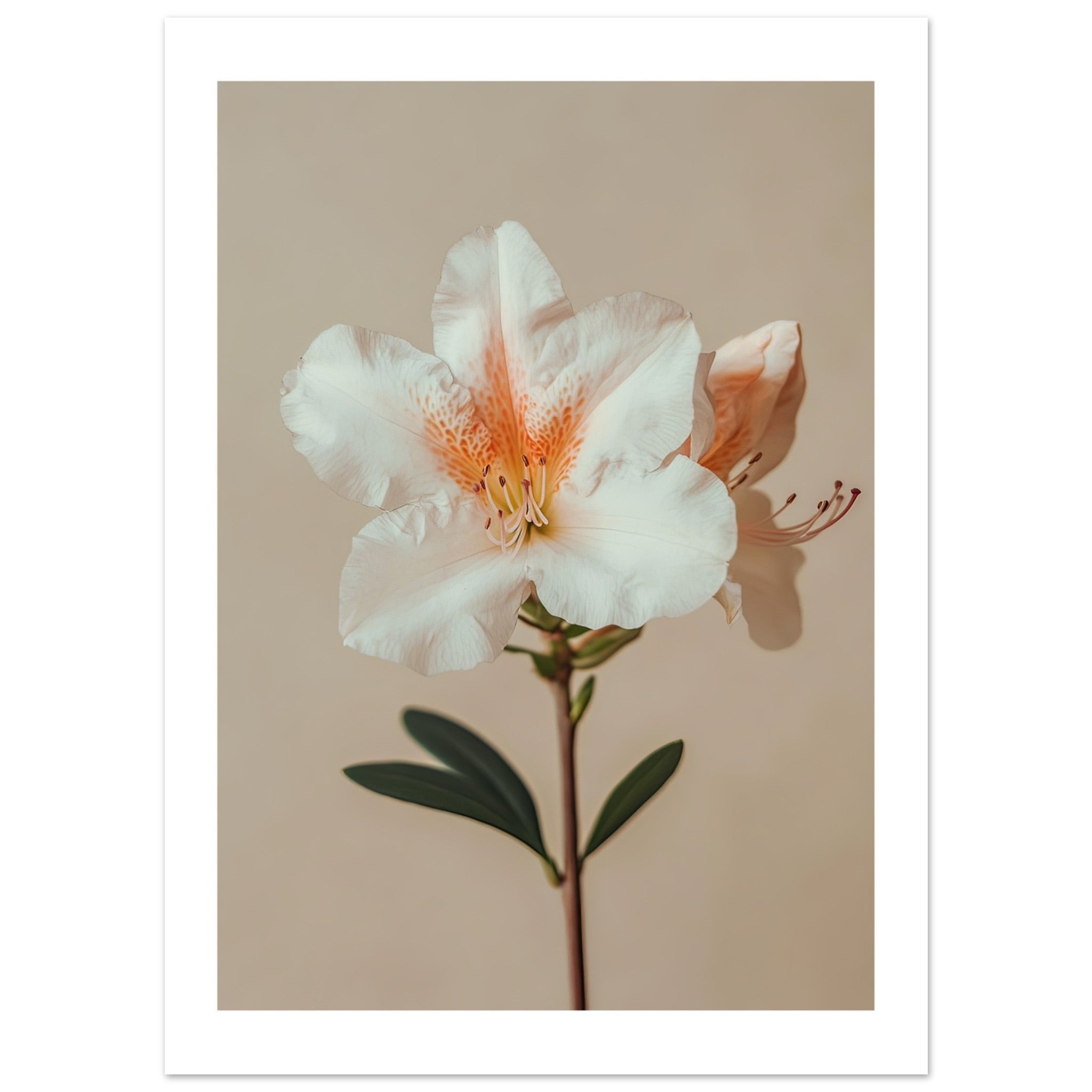 Azalea Rhododendron flower 2