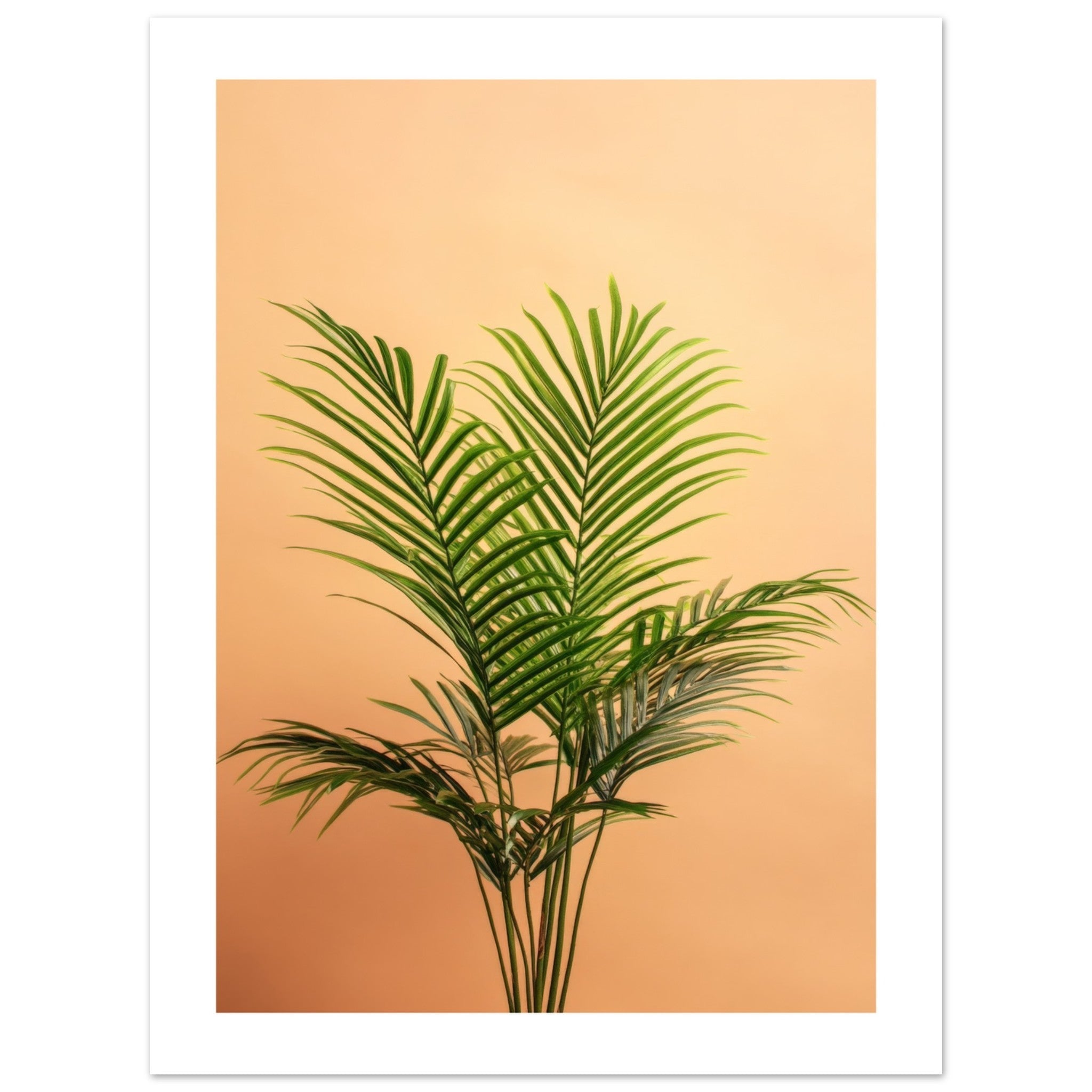 Areca Palm Dypsis lutescens