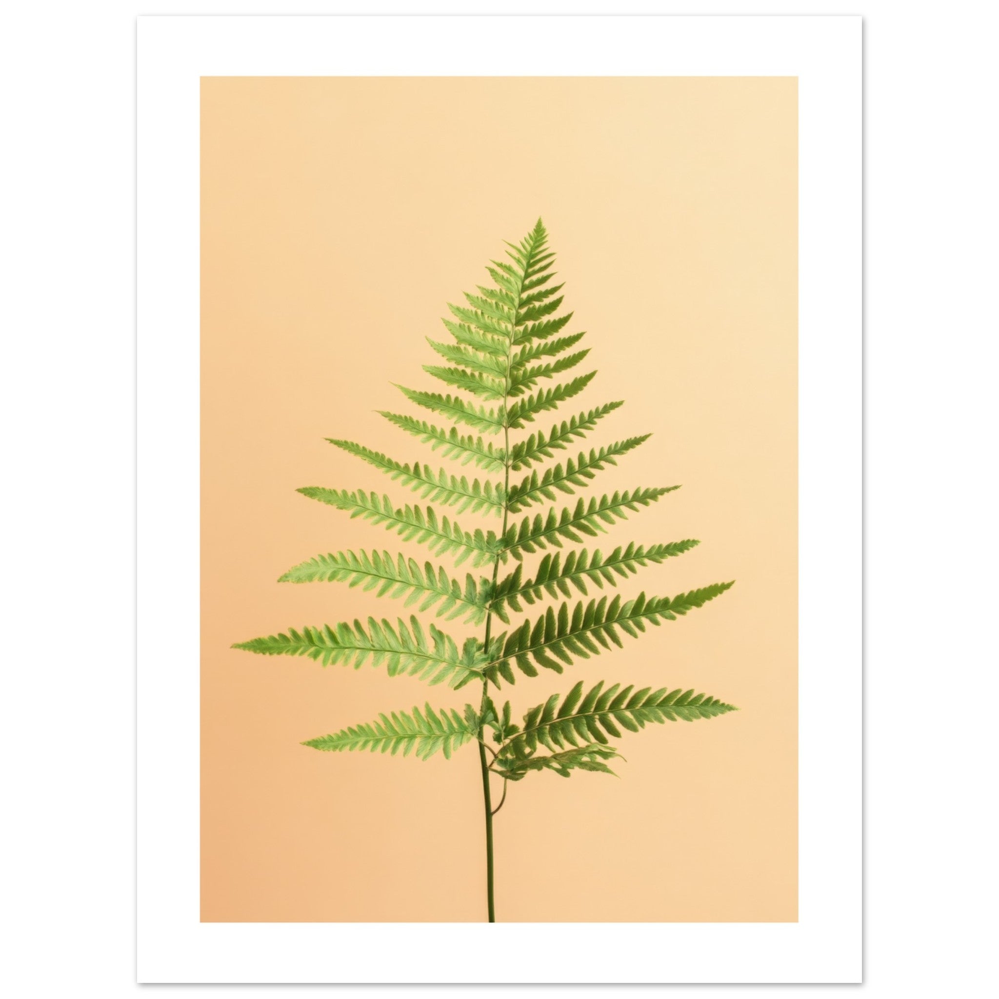 Boston Fern Nephrolepis exaltata 2
