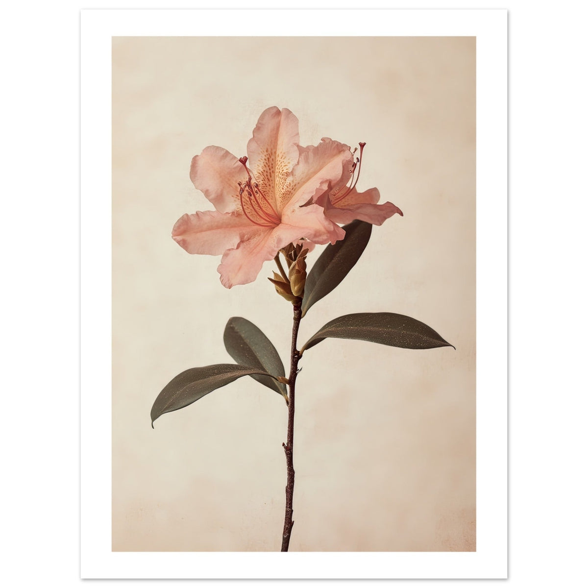 Azalea Rhododendron flower