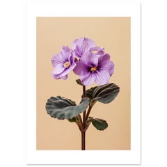 African Violet Saintpaulia