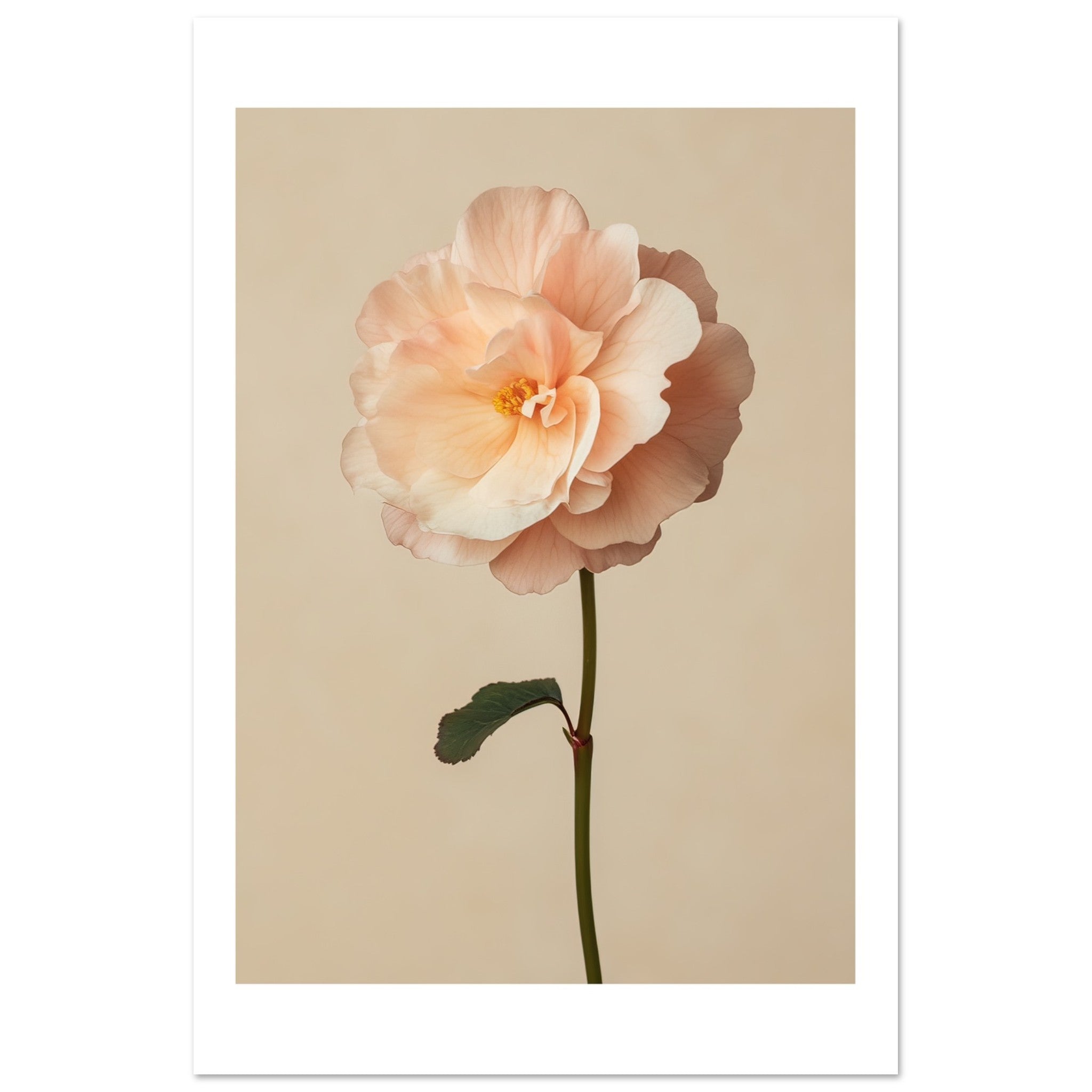 Begonia Begonia flower 1