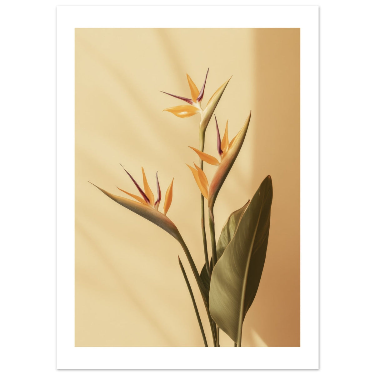 Bird of Paradise Strelitzia reginae 2