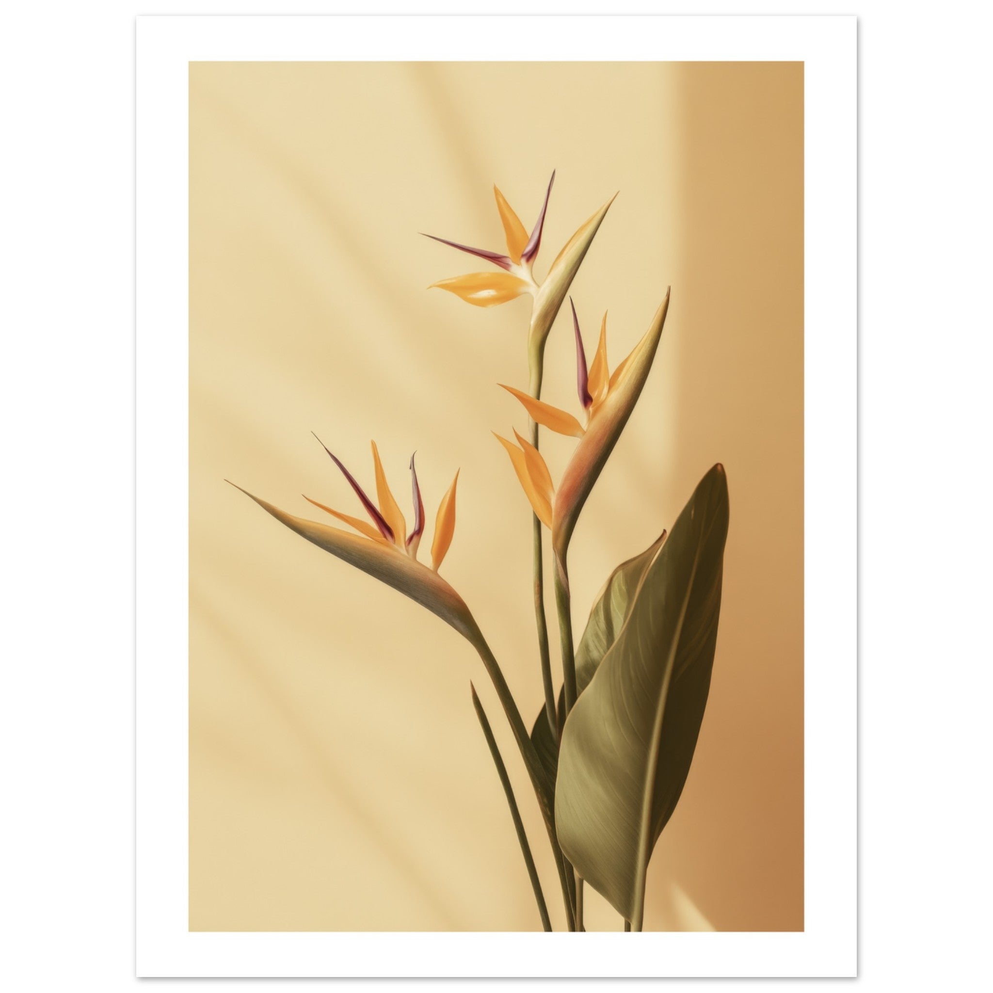 Bird of Paradise Strelitzia reginae 2