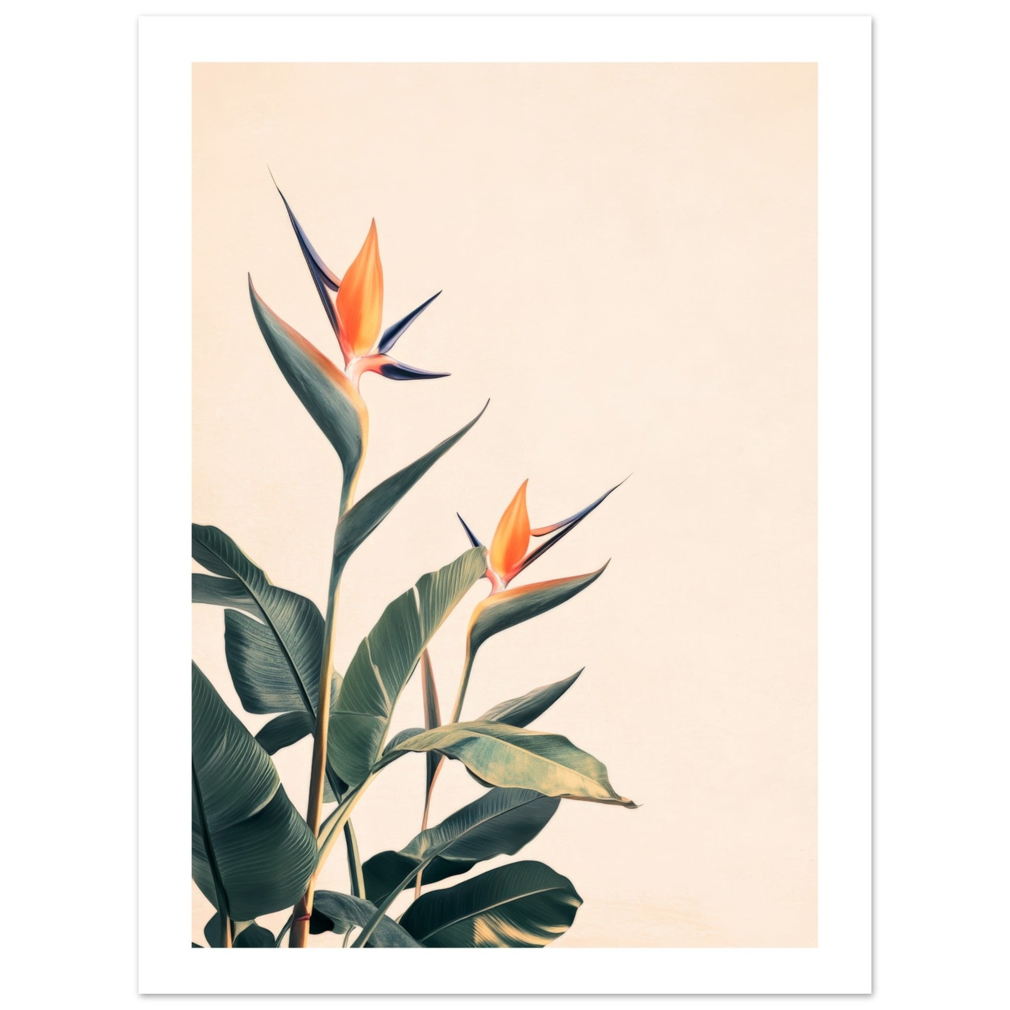 Bird of Paradise Strelitzia reginae 3