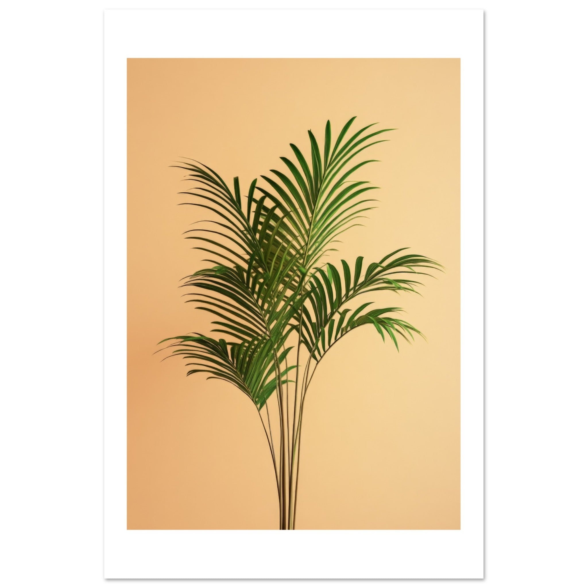 Areca Palm Dypsis lutescens 1