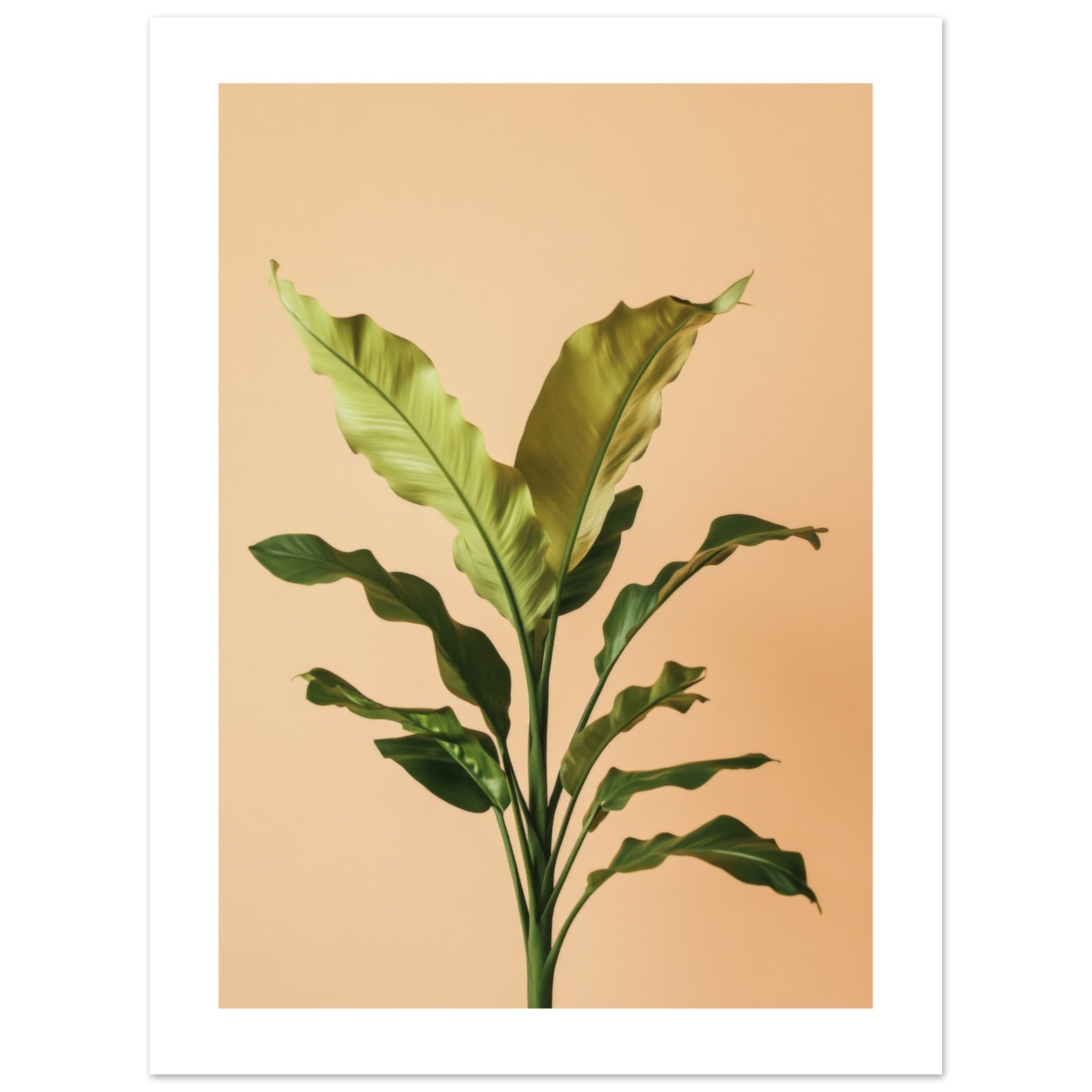 Birds Nest Fern Asplenium nidus