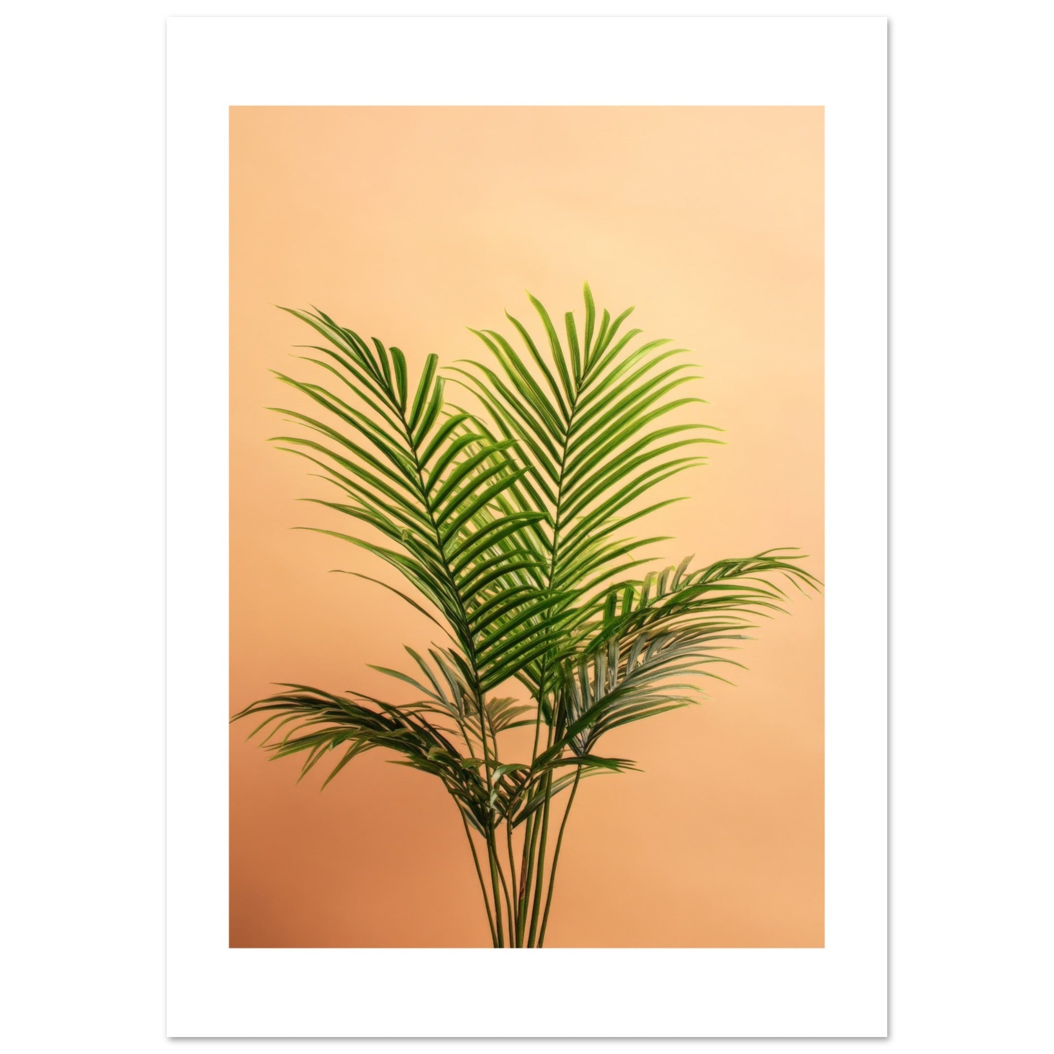 Areca Palm Dypsis lutescens