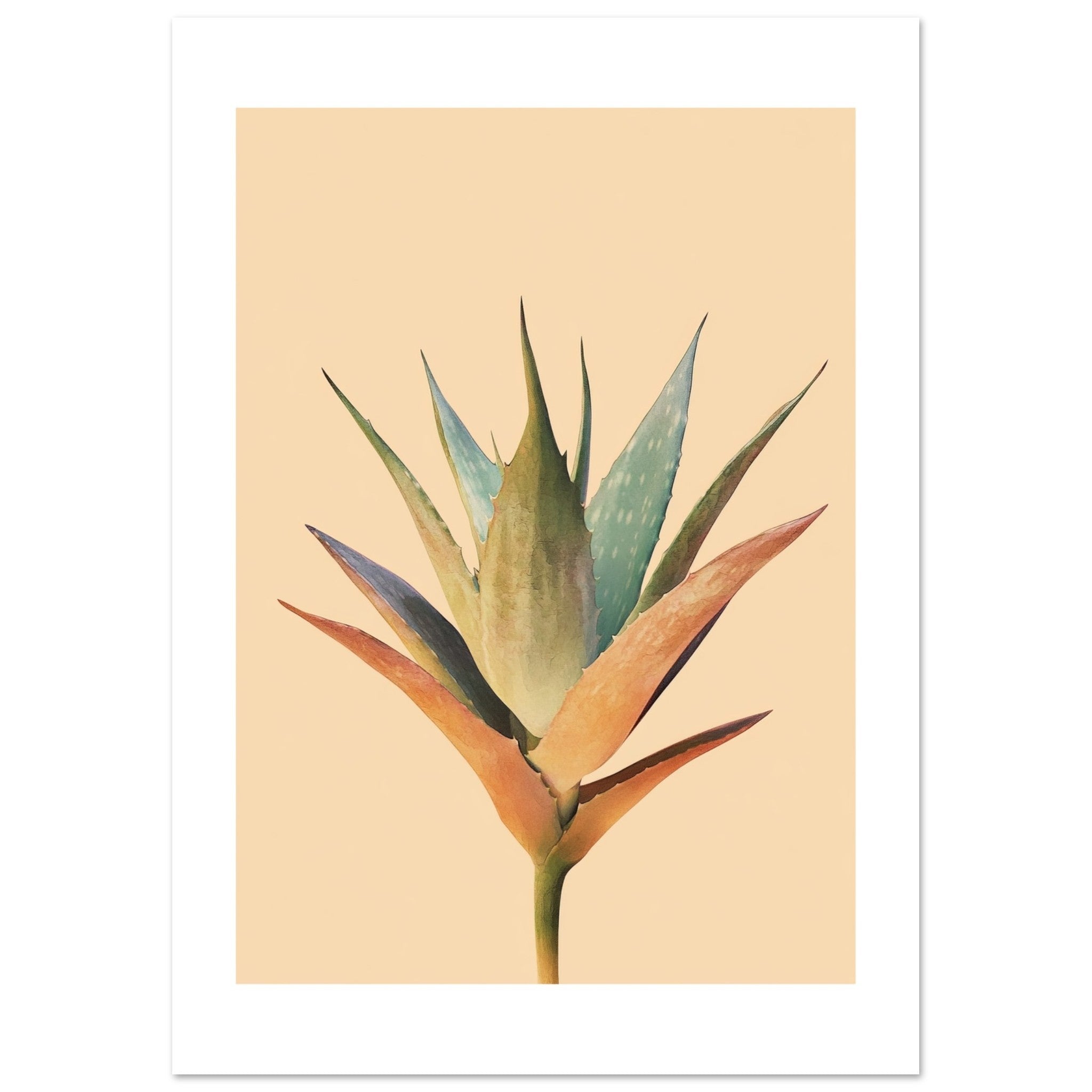 Aloe Vera Aloe barbadensis miller