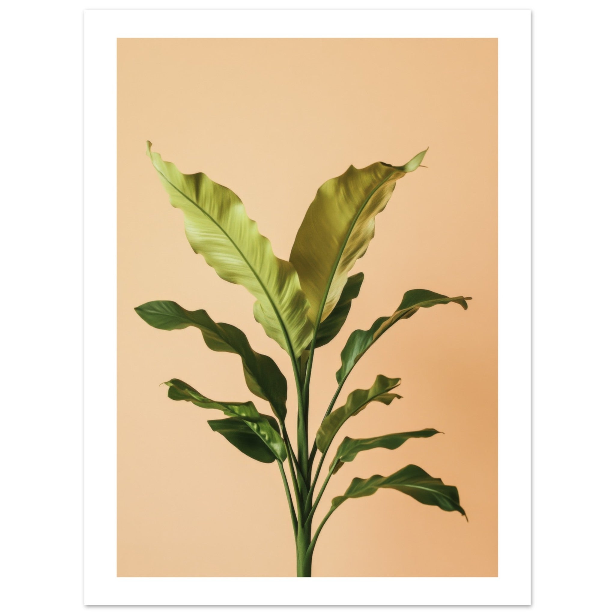 Birds Nest Fern Asplenium nidus