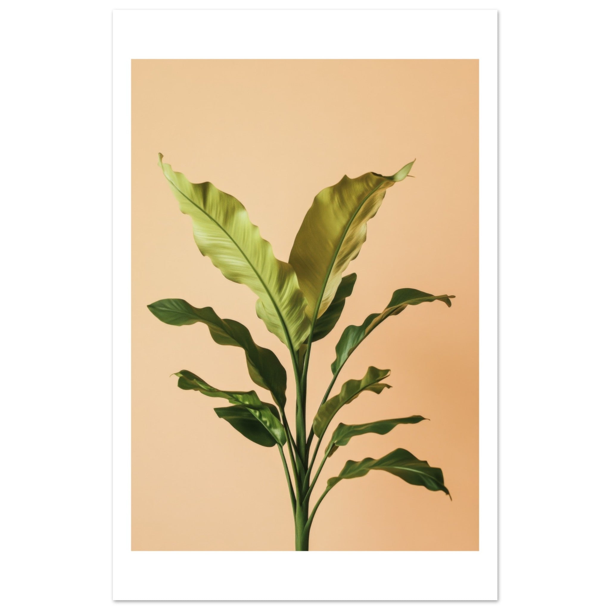 Birds Nest Fern Asplenium nidus