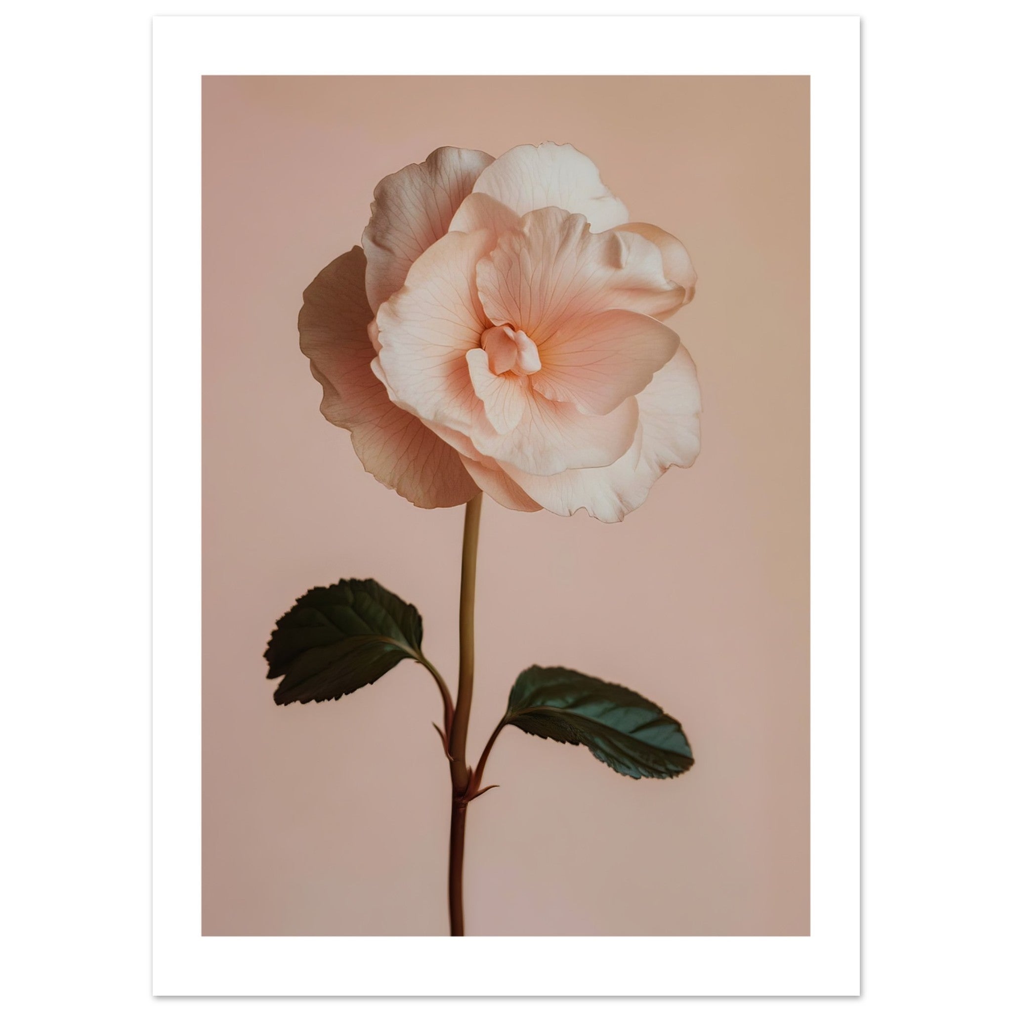 Begonia Begonia flower 2
