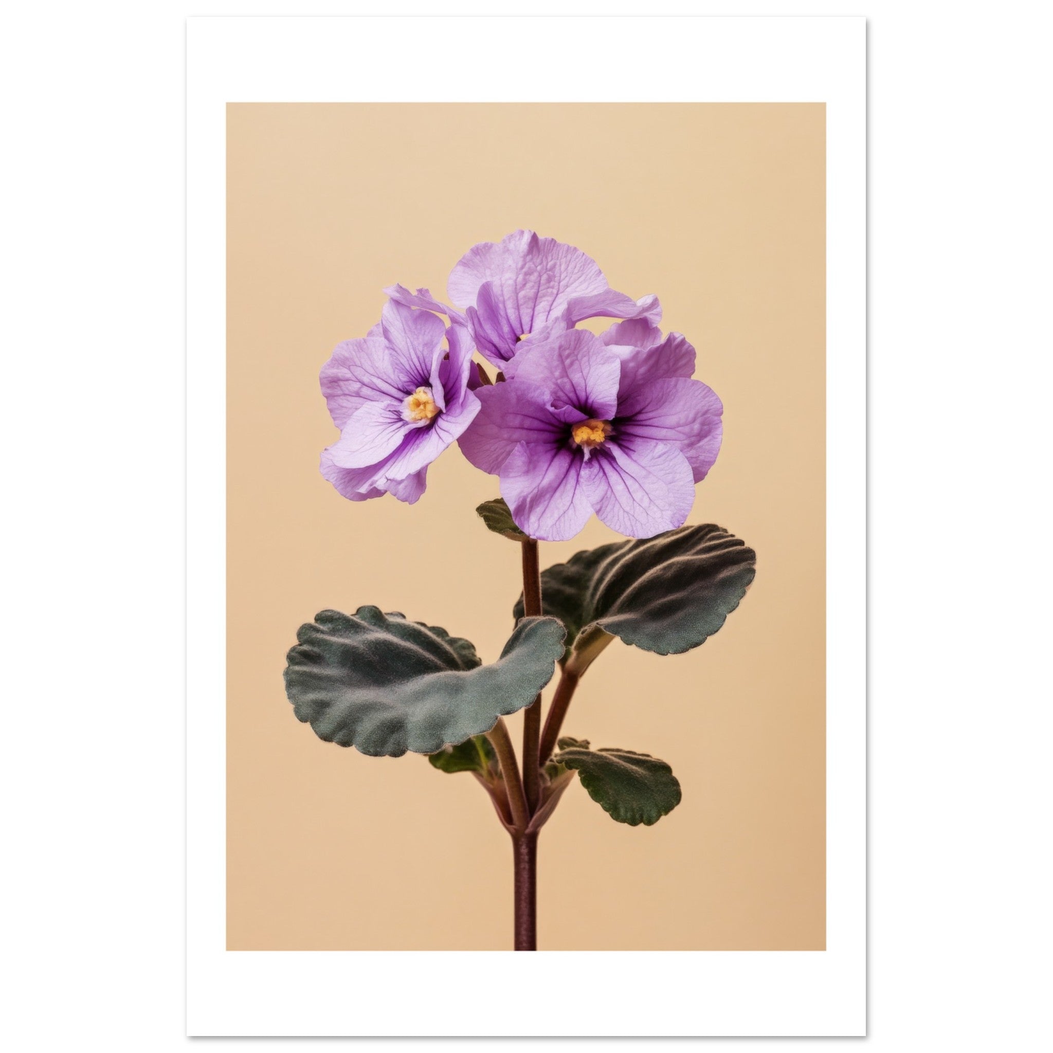 African Violet Saintpaulia