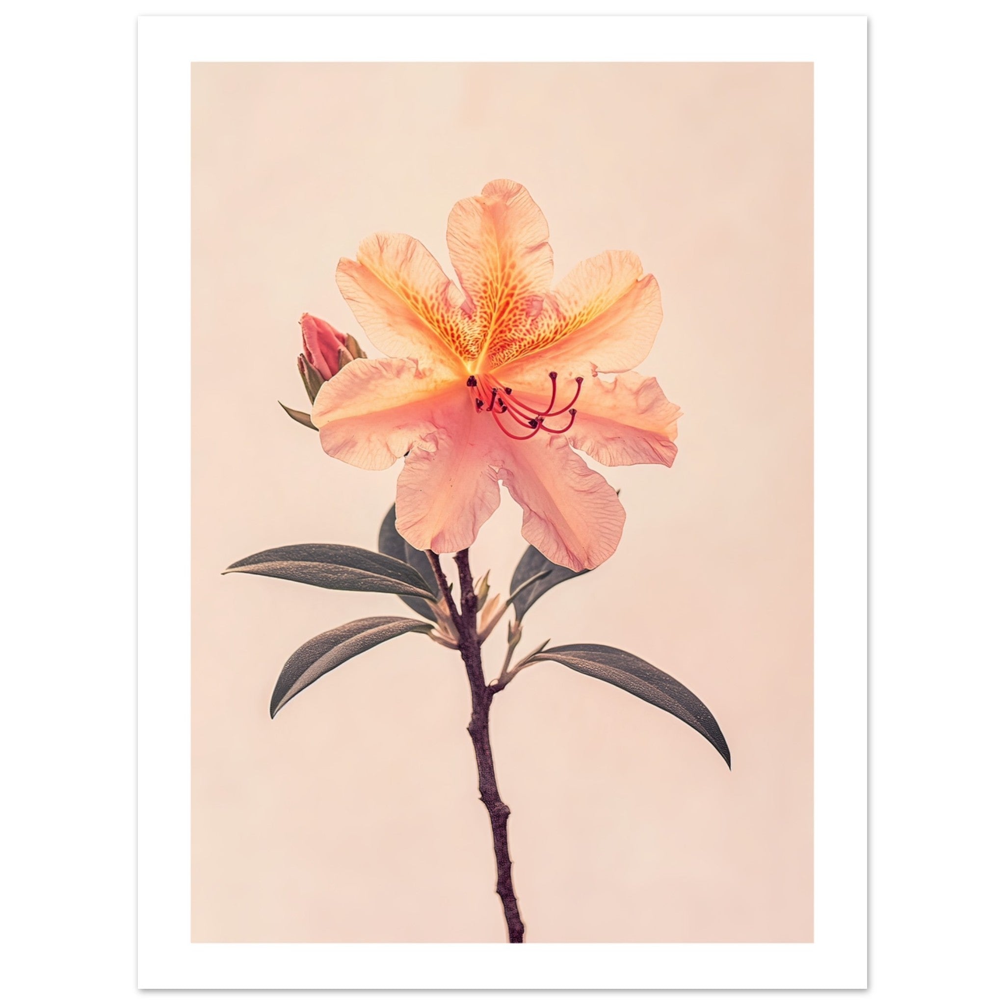 Azalea Rhododendron flower 1