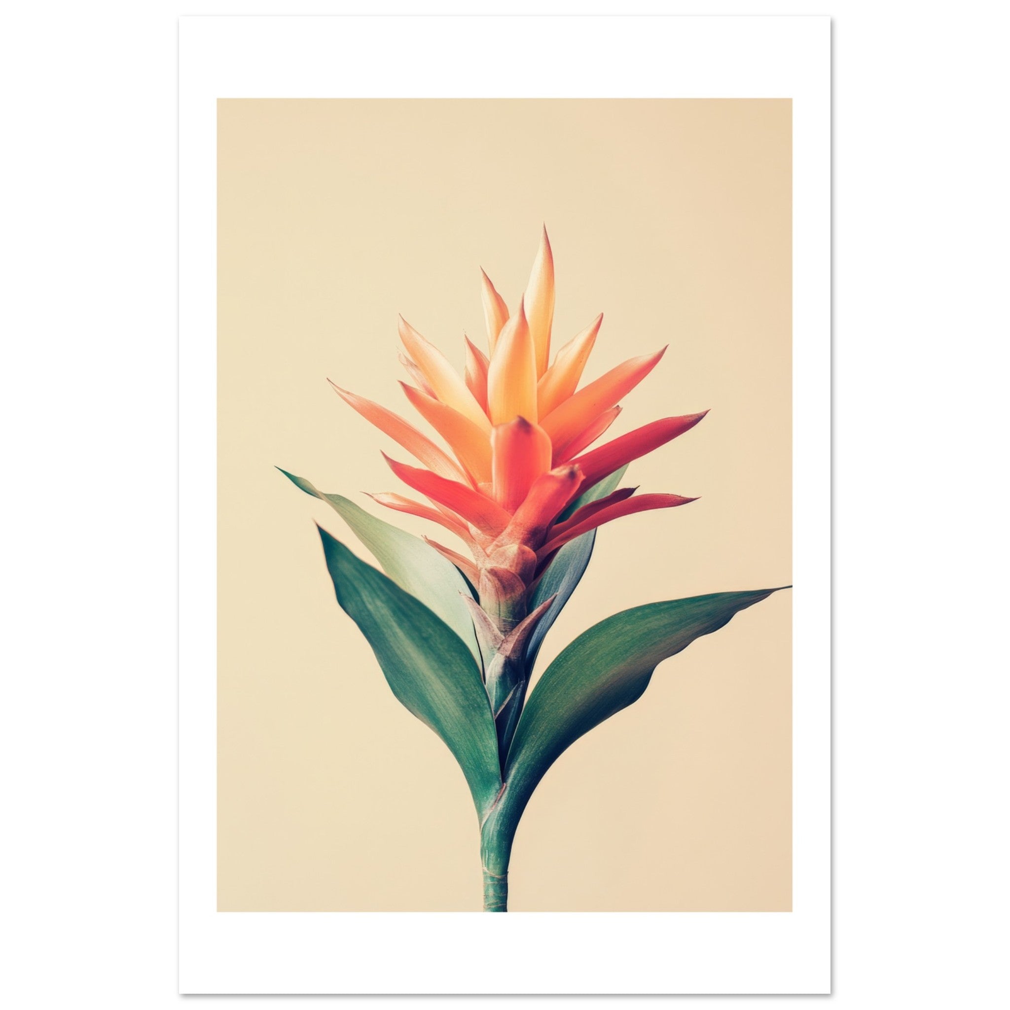 Bromeliad Bromeliaceae 1