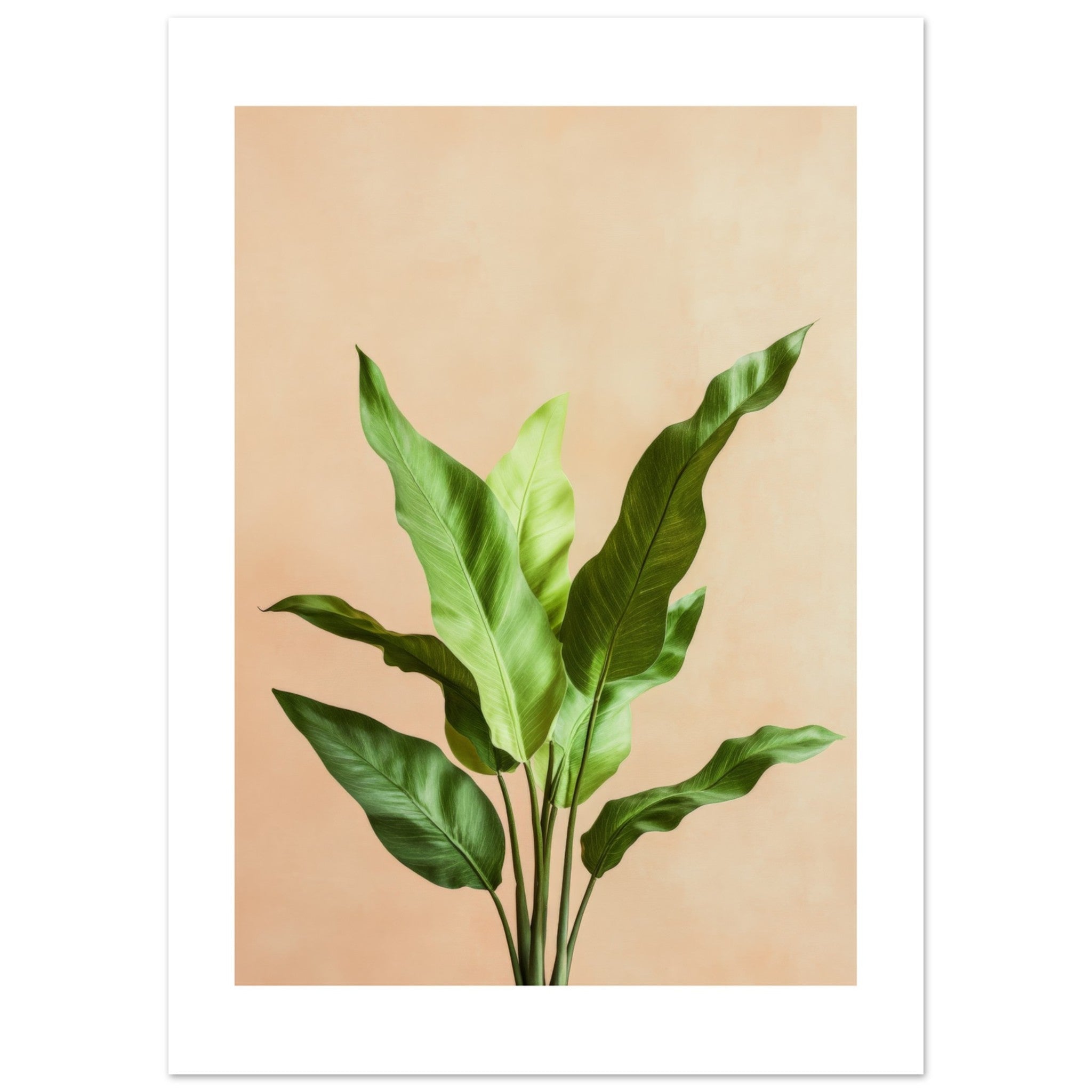 Birds Nest Fern Asplenium nidus 2