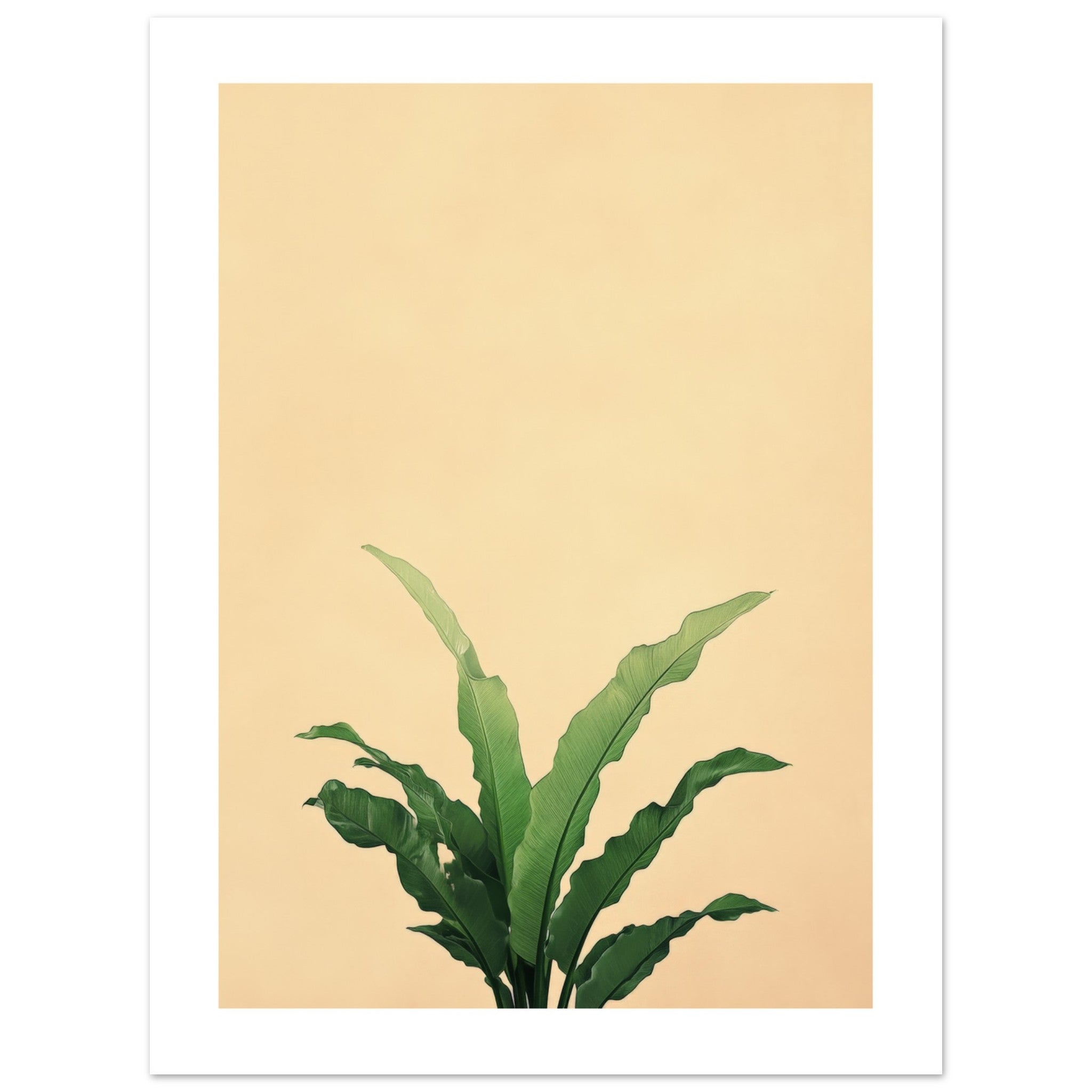 Birds Nest Fern Asplenium nidus 1