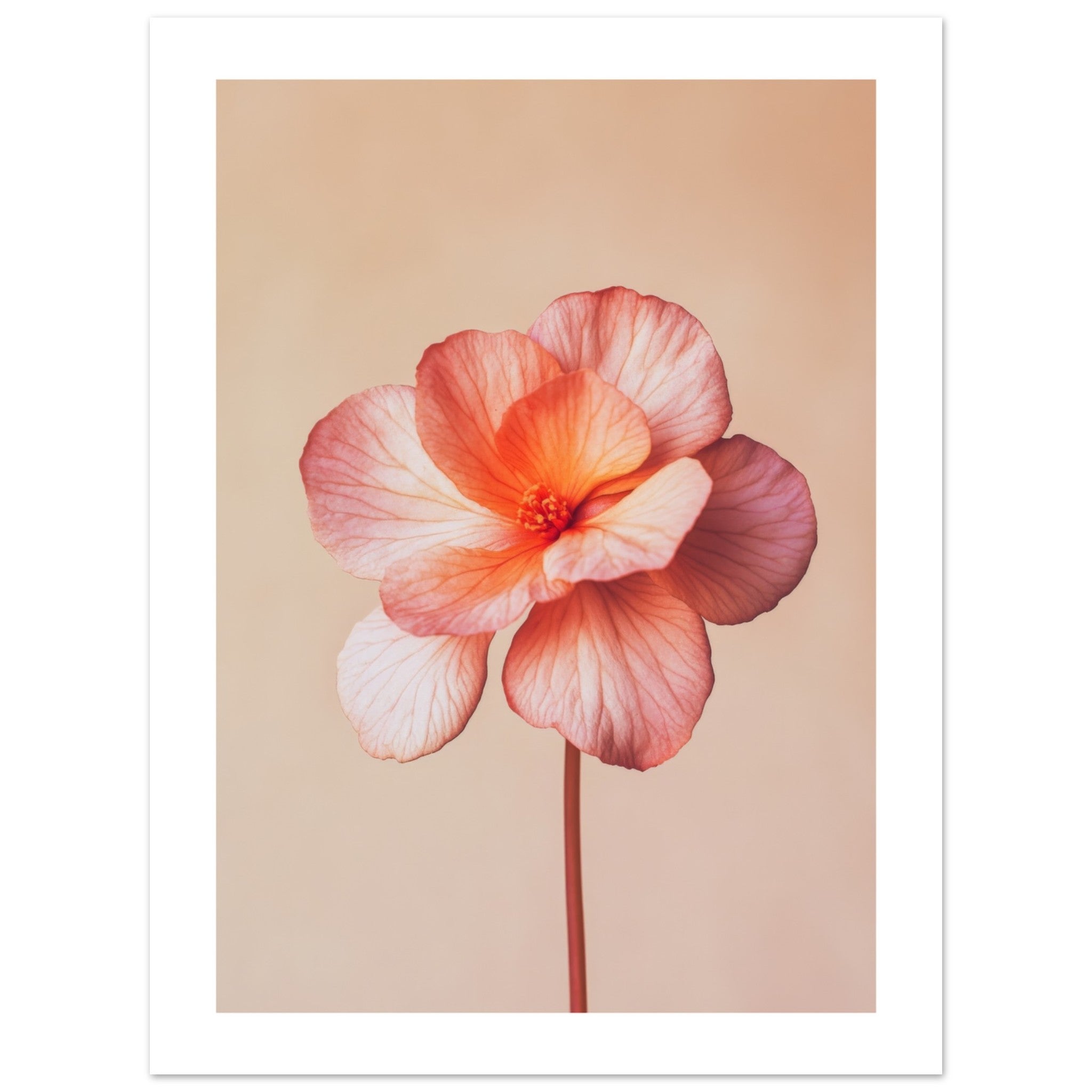Begonia