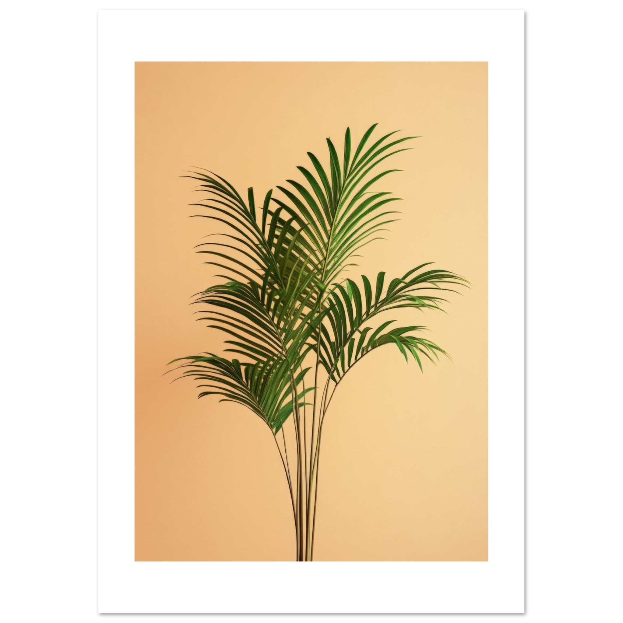 Areca Palm Dypsis lutescens 1