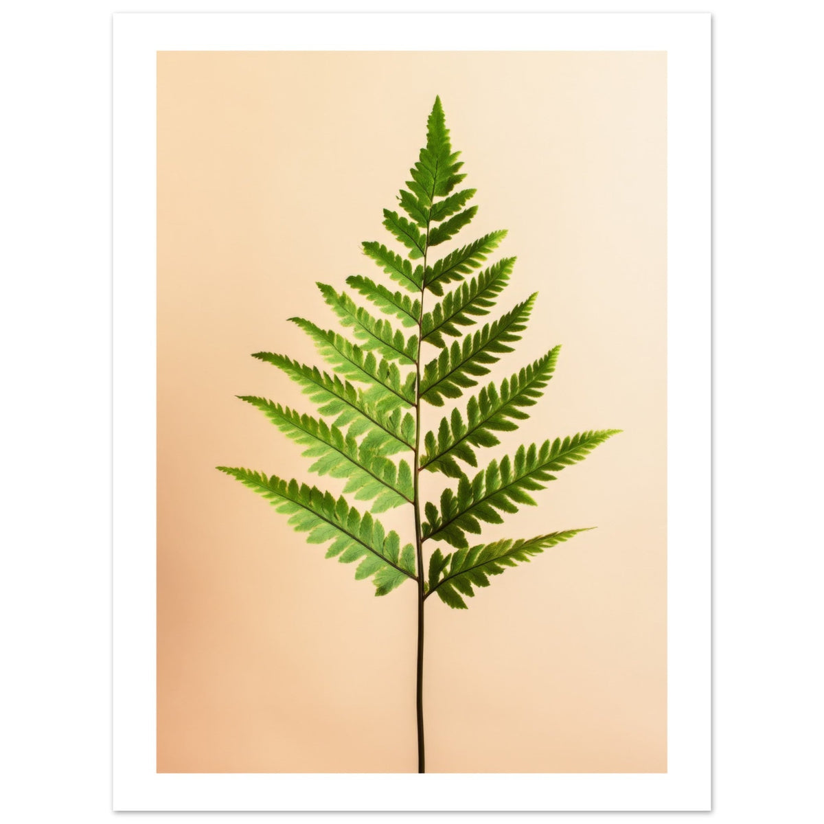 Boston Fern Nephrolepis exaltata
