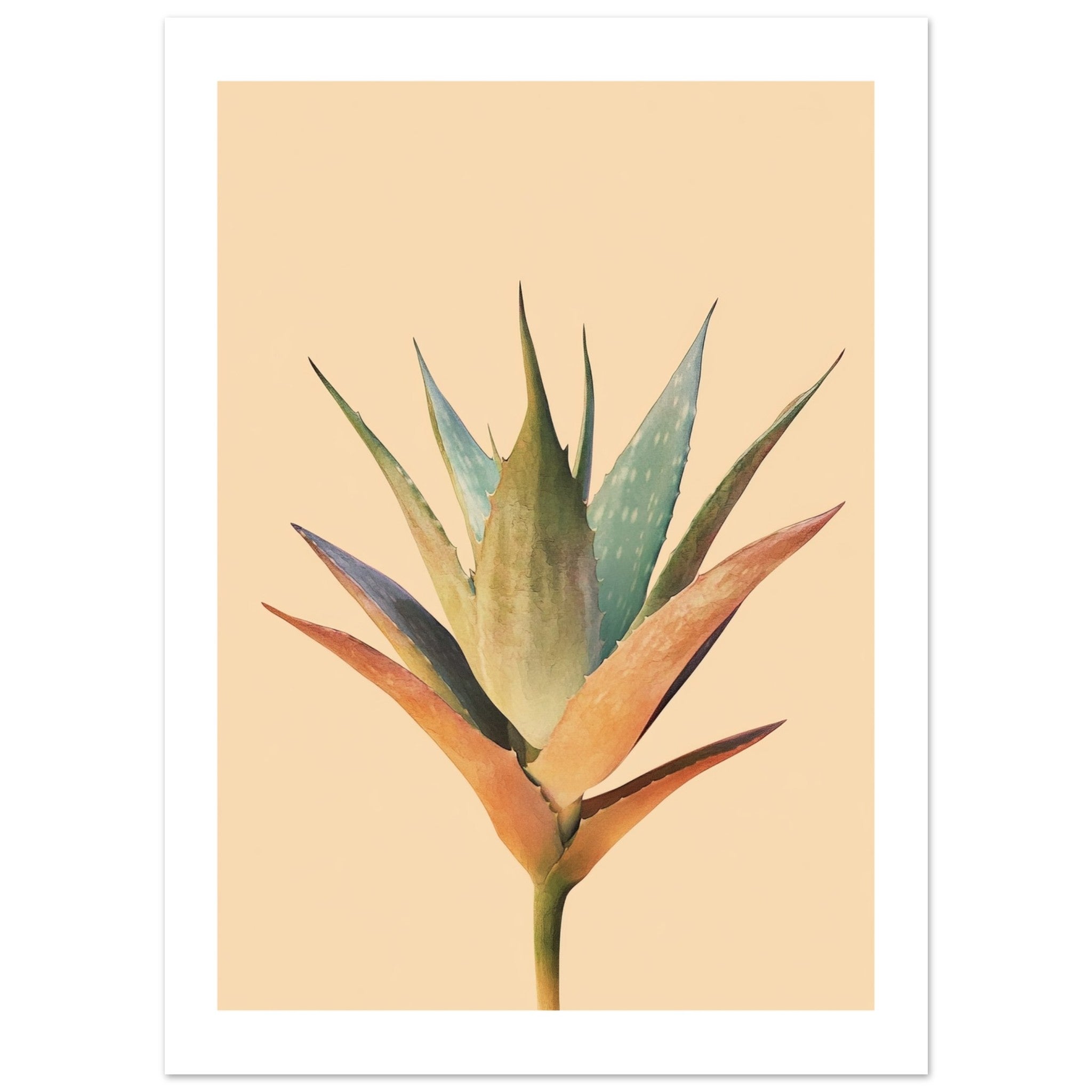 Aloe Vera Aloe barbadensis miller