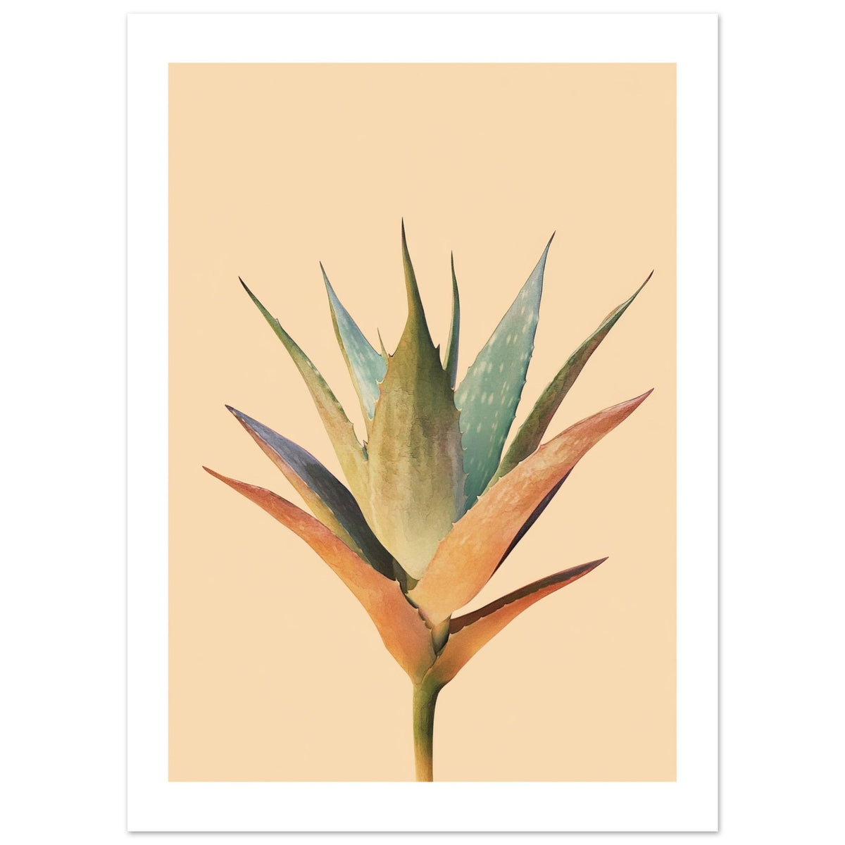 Aloe Vera Aloe barbadensis miller