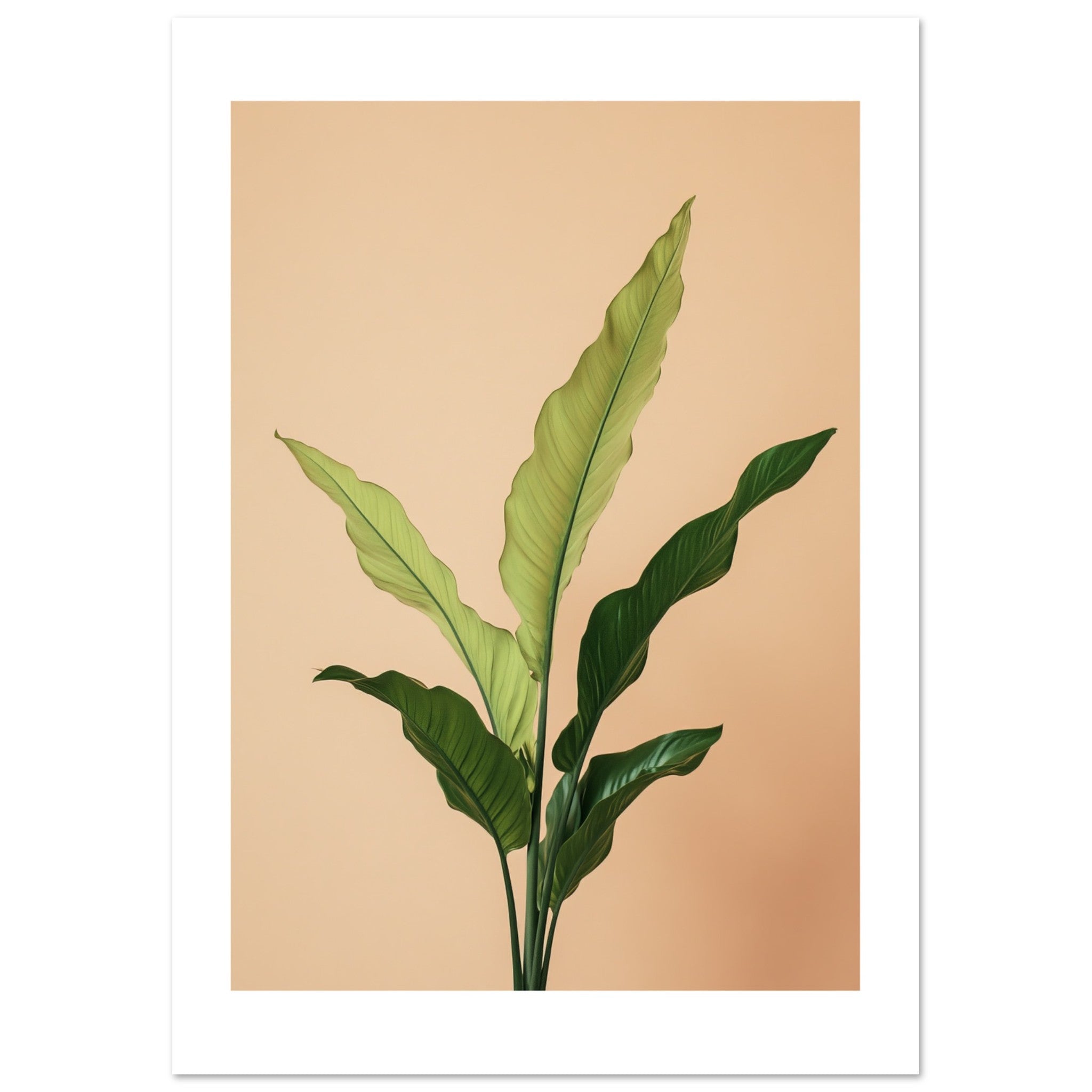 Birds Nest Fern Asplenium nidus 3