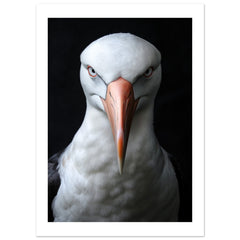Albatross portrait 1