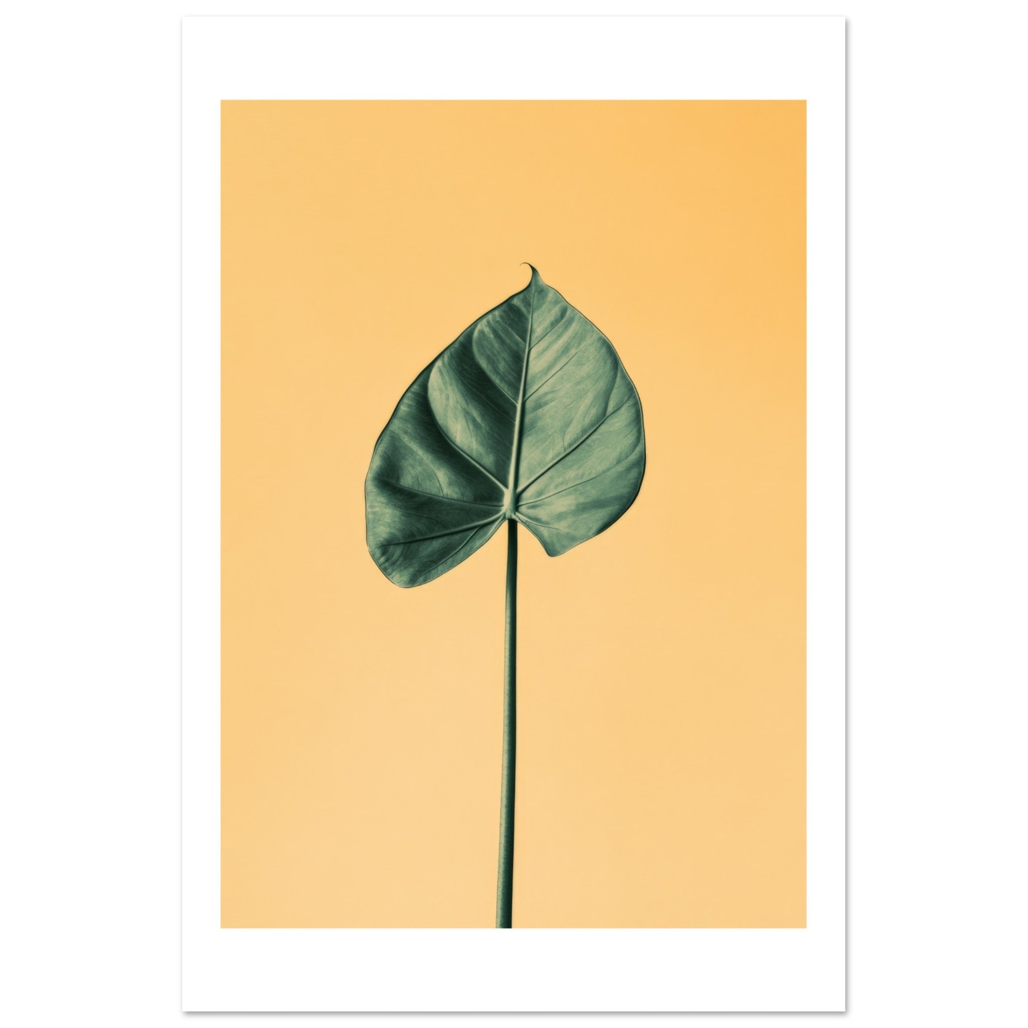 Alocasia 1