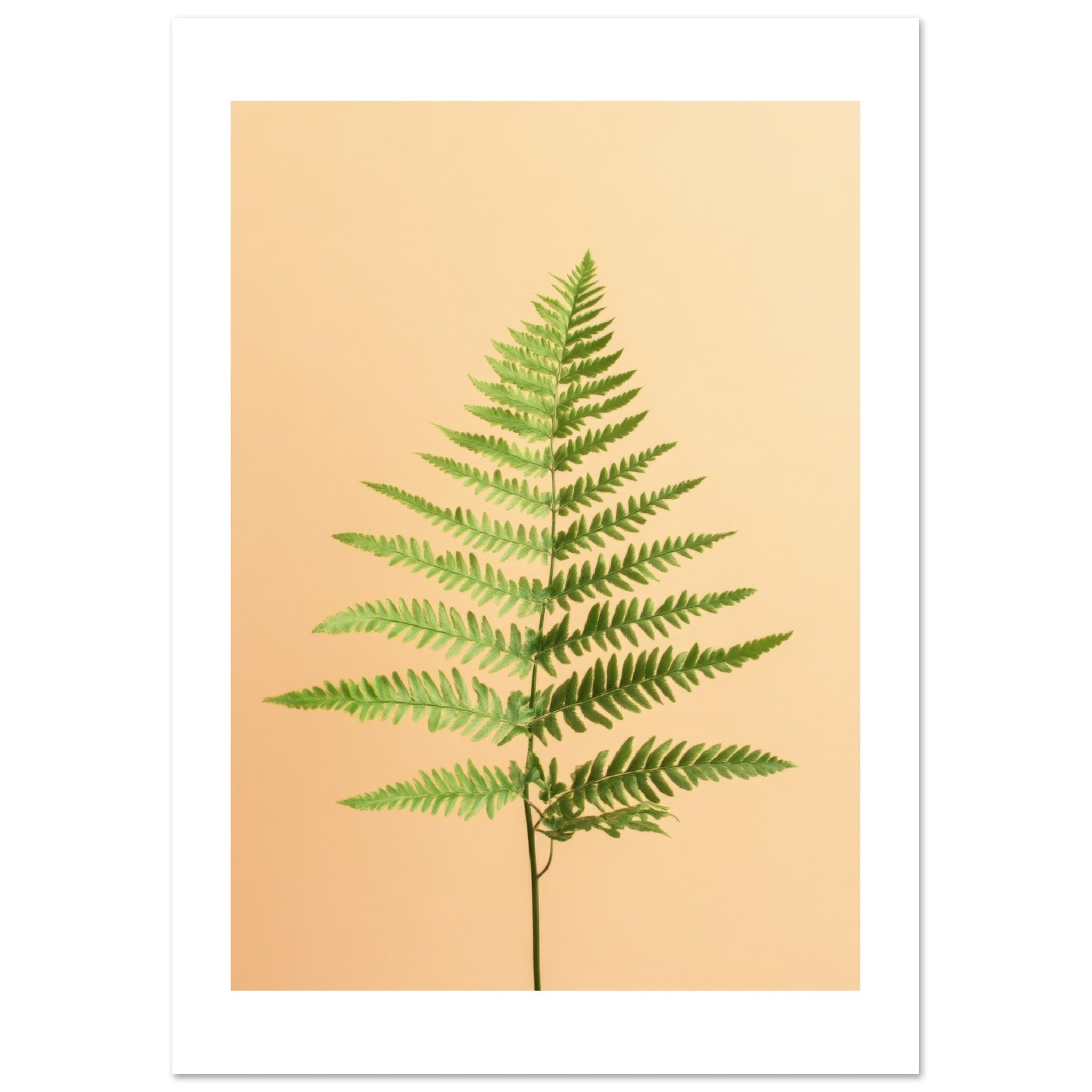 Boston Fern Nephrolepis exaltata 2