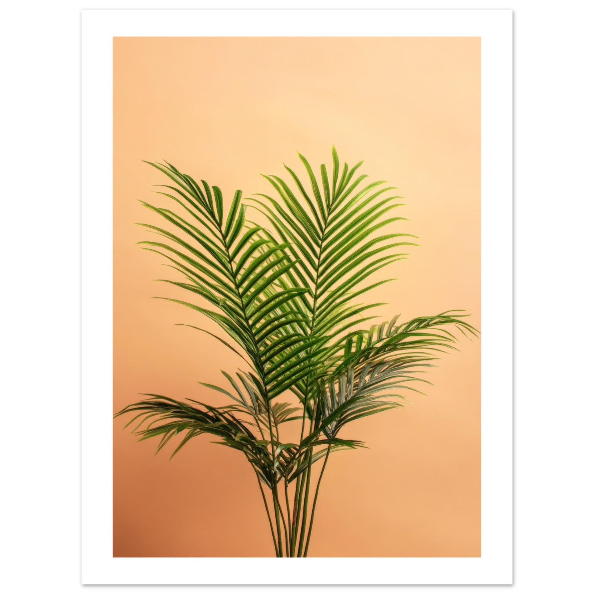 Areca Palm Dypsis lutescens