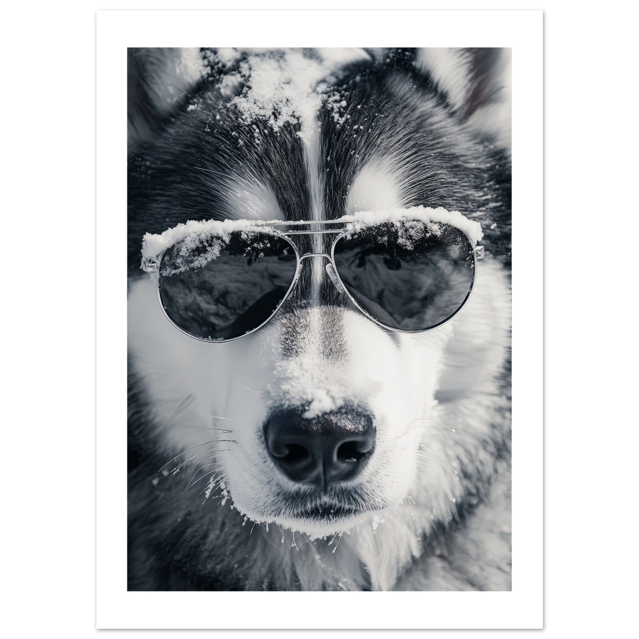 Alaskan Malamute Dog Wearing Pilot Sunglasses