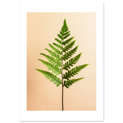 Boston Fern Nephrolepis exaltata