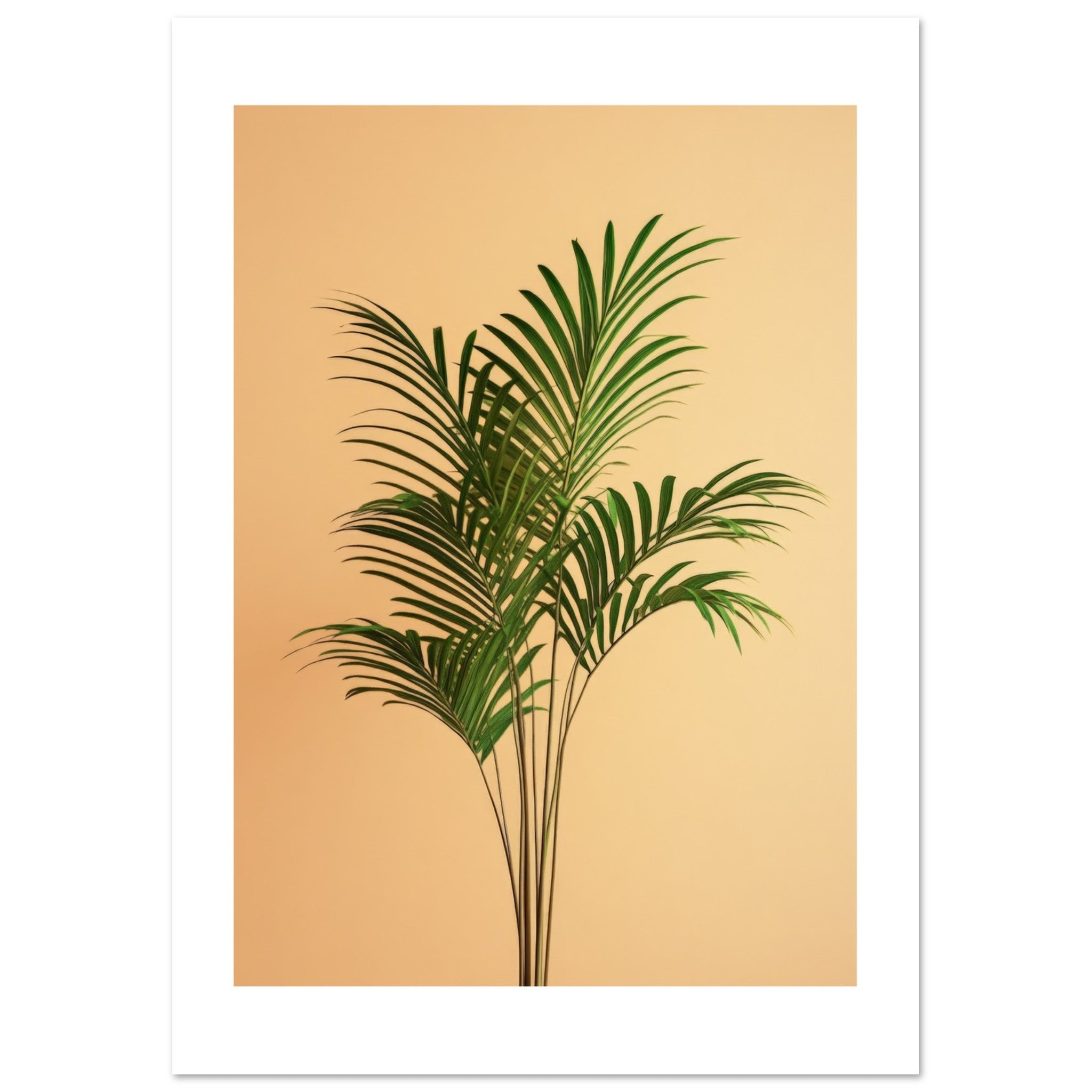 Areca Palm Dypsis lutescens 1