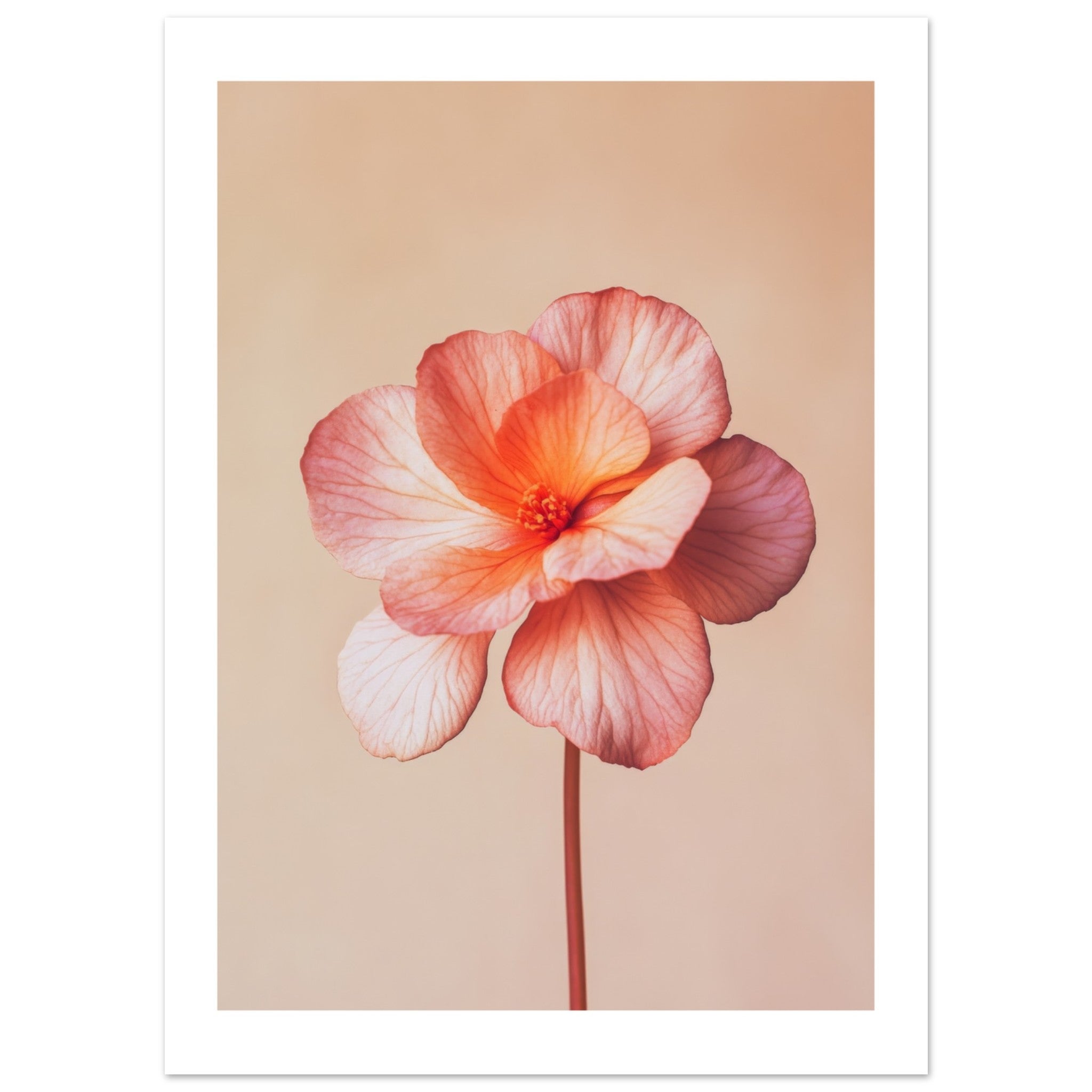 Begonia