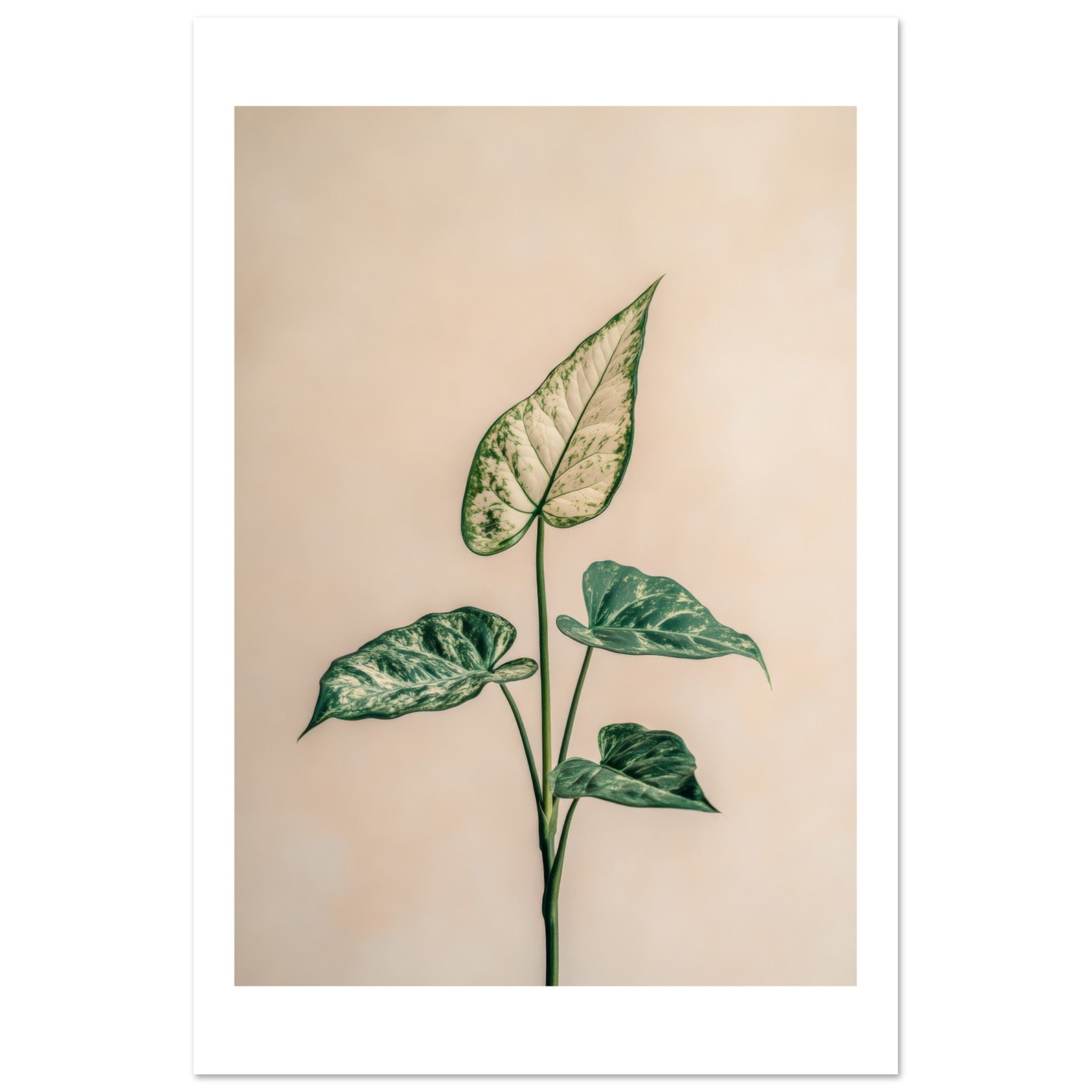 Arrowhead Plant Syngonium podophyllum