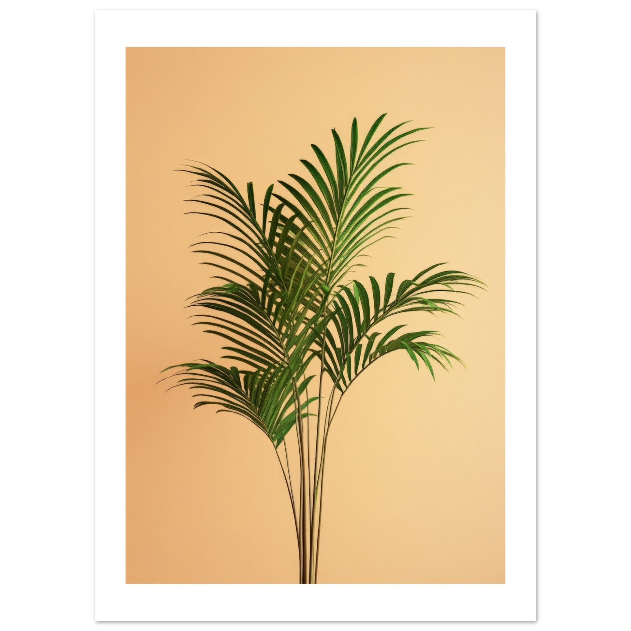 Areca Palm Dypsis lutescens 1