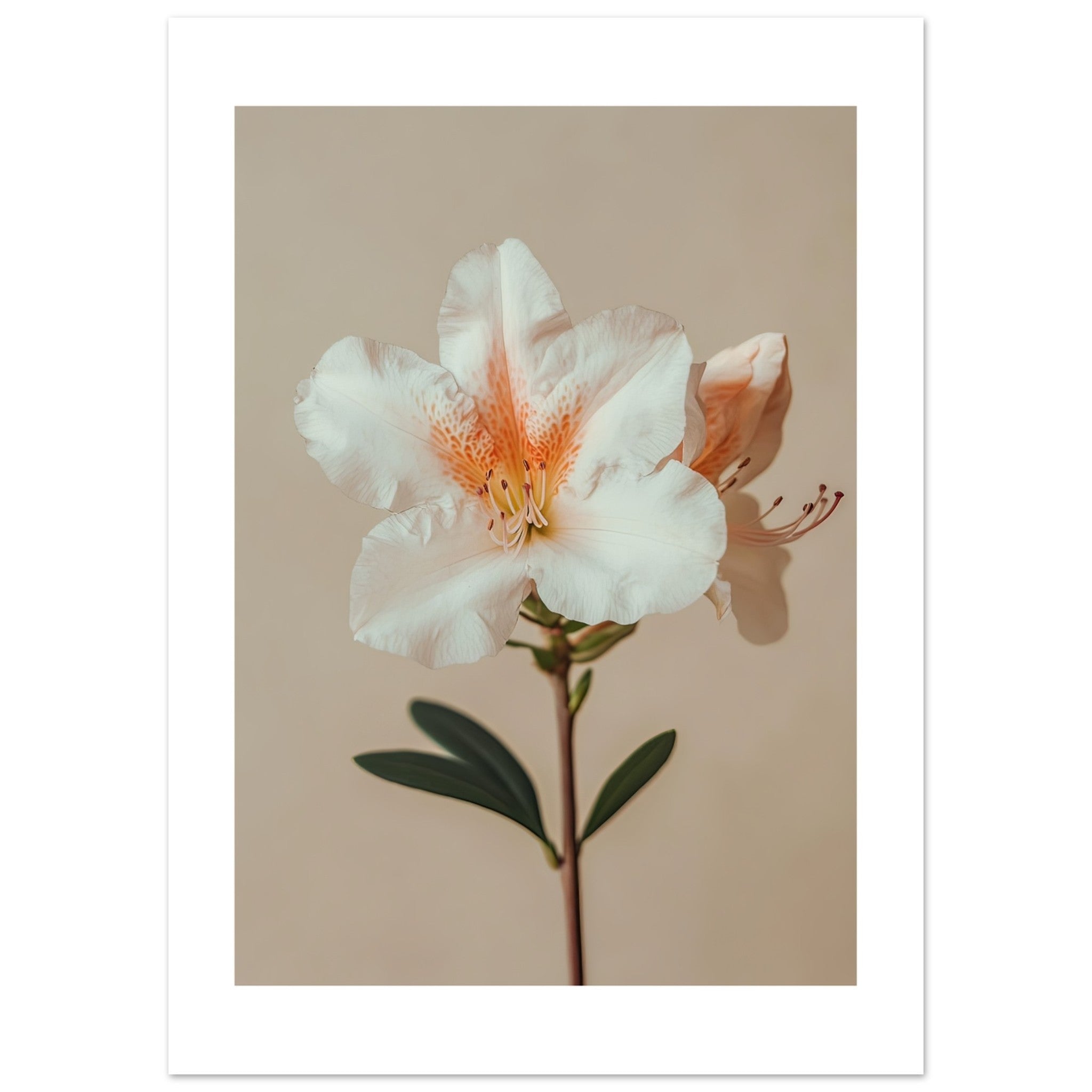 Azalea Rhododendron flower 2