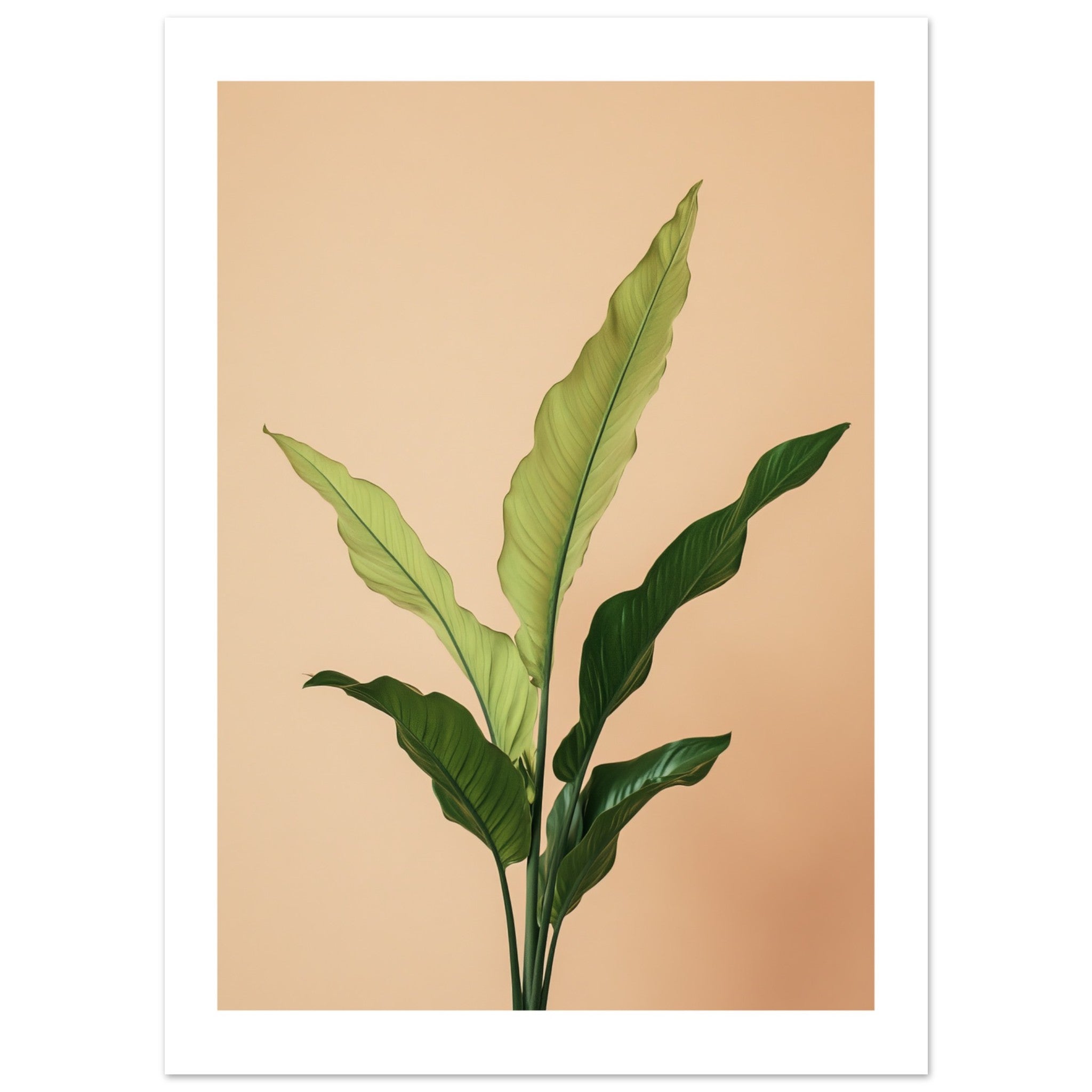 Birds Nest Fern Asplenium nidus 3
